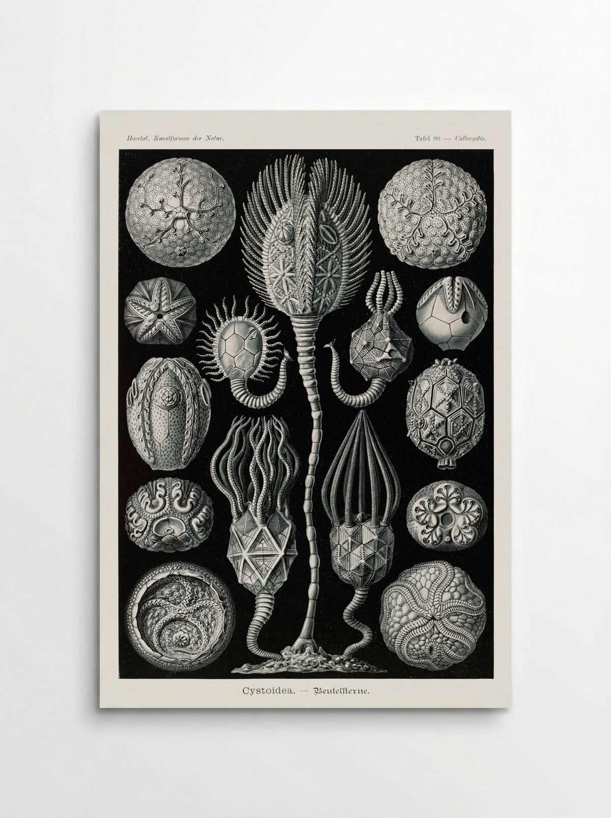 Cystoidea-Beutelsterne (1904) - Ernst Haeckel - Poster
