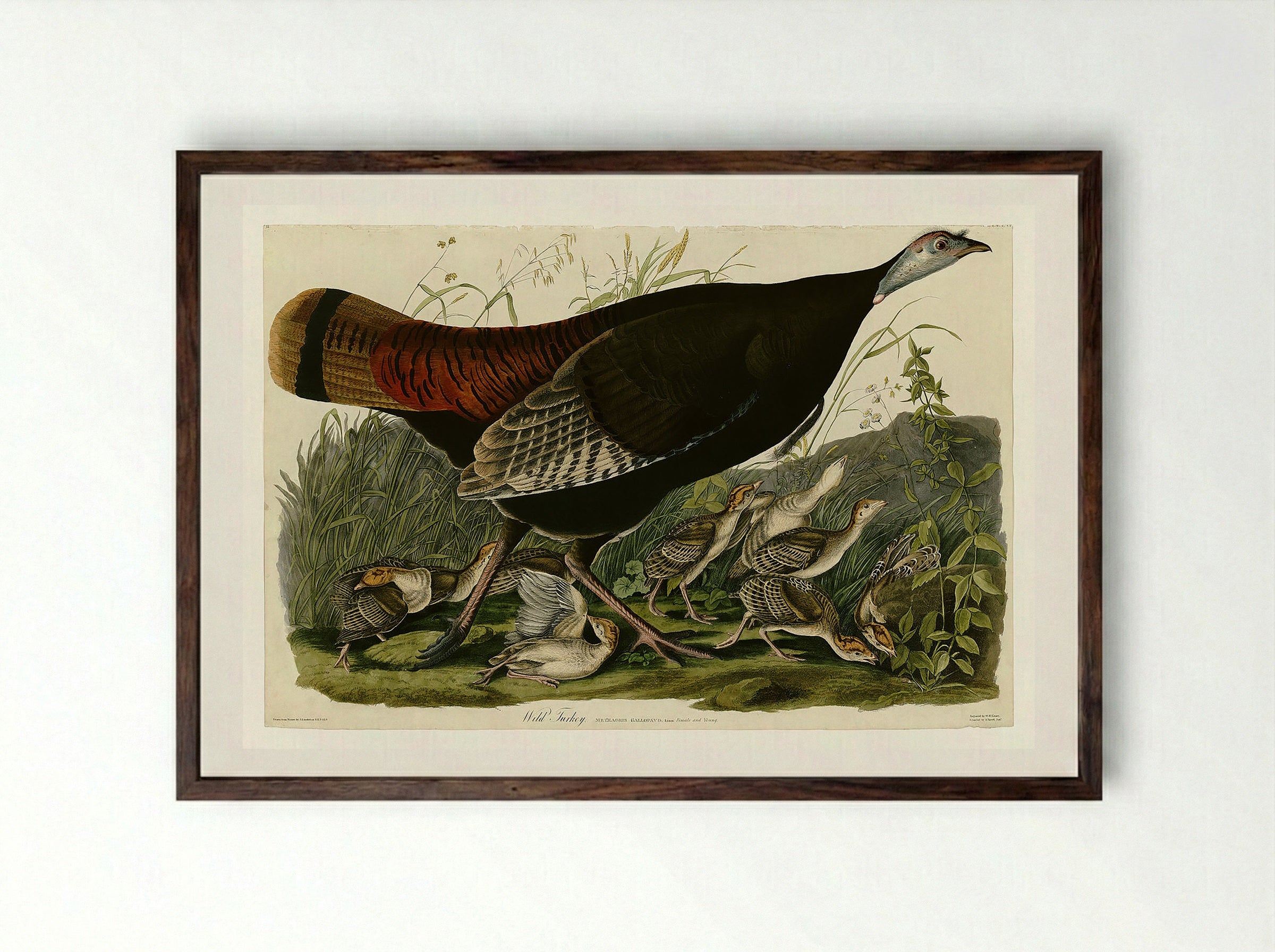 Plate 6. Wild Turkey - John James Audubon - Framed Print Dark Wood