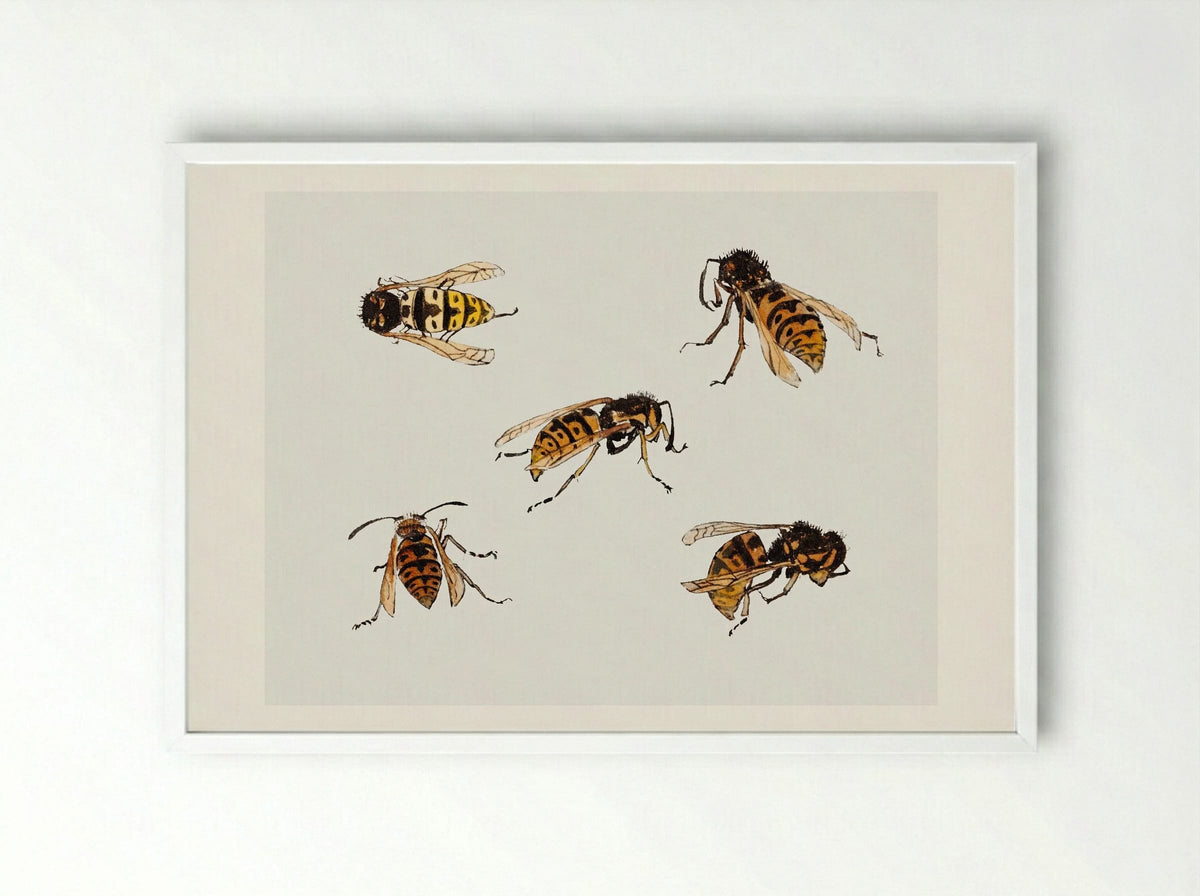 Studies of Wasps - Julie de Graag - Framed Print White