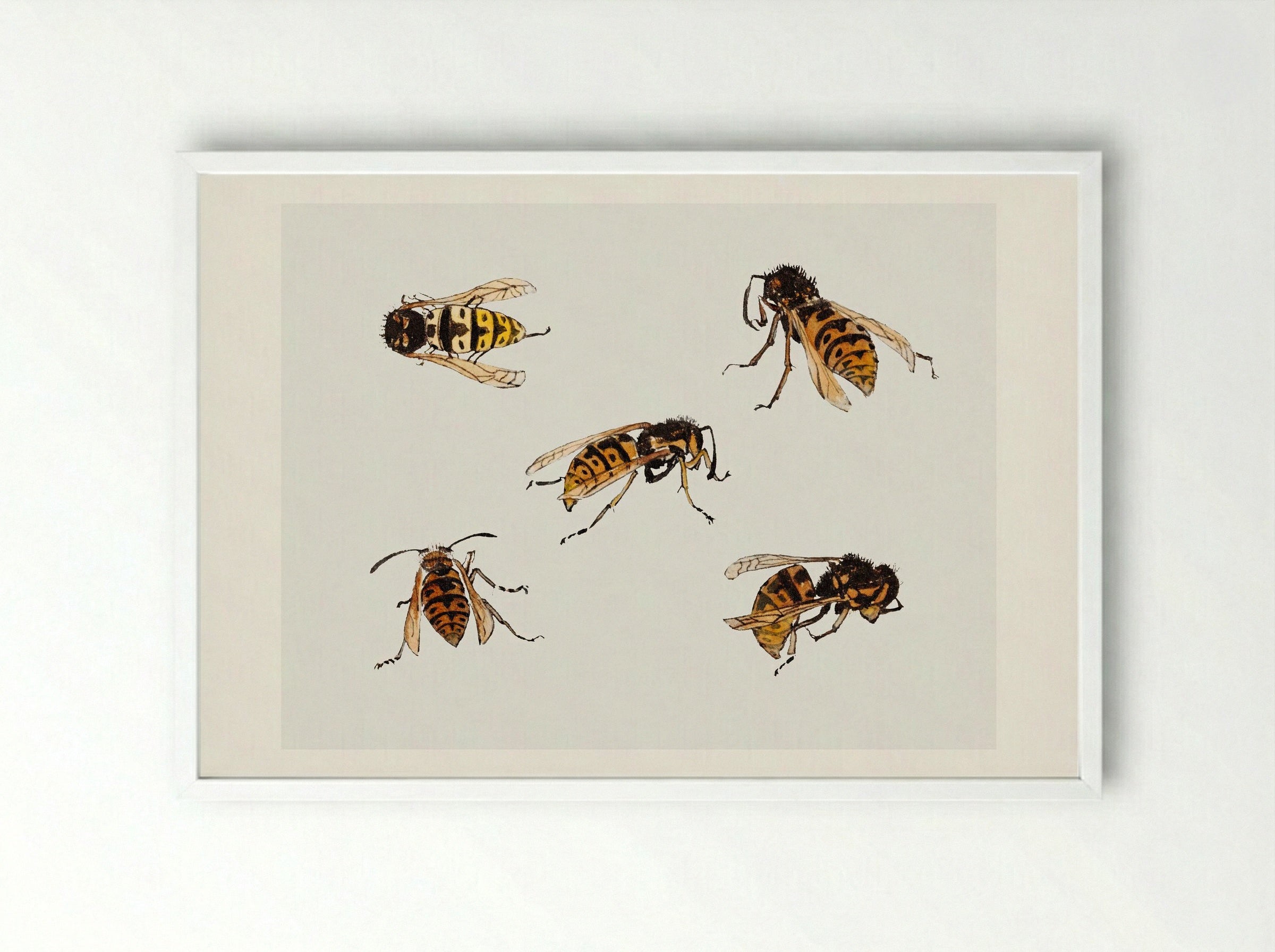 Studies of Wasps - Julie de Graag - Framed Print White