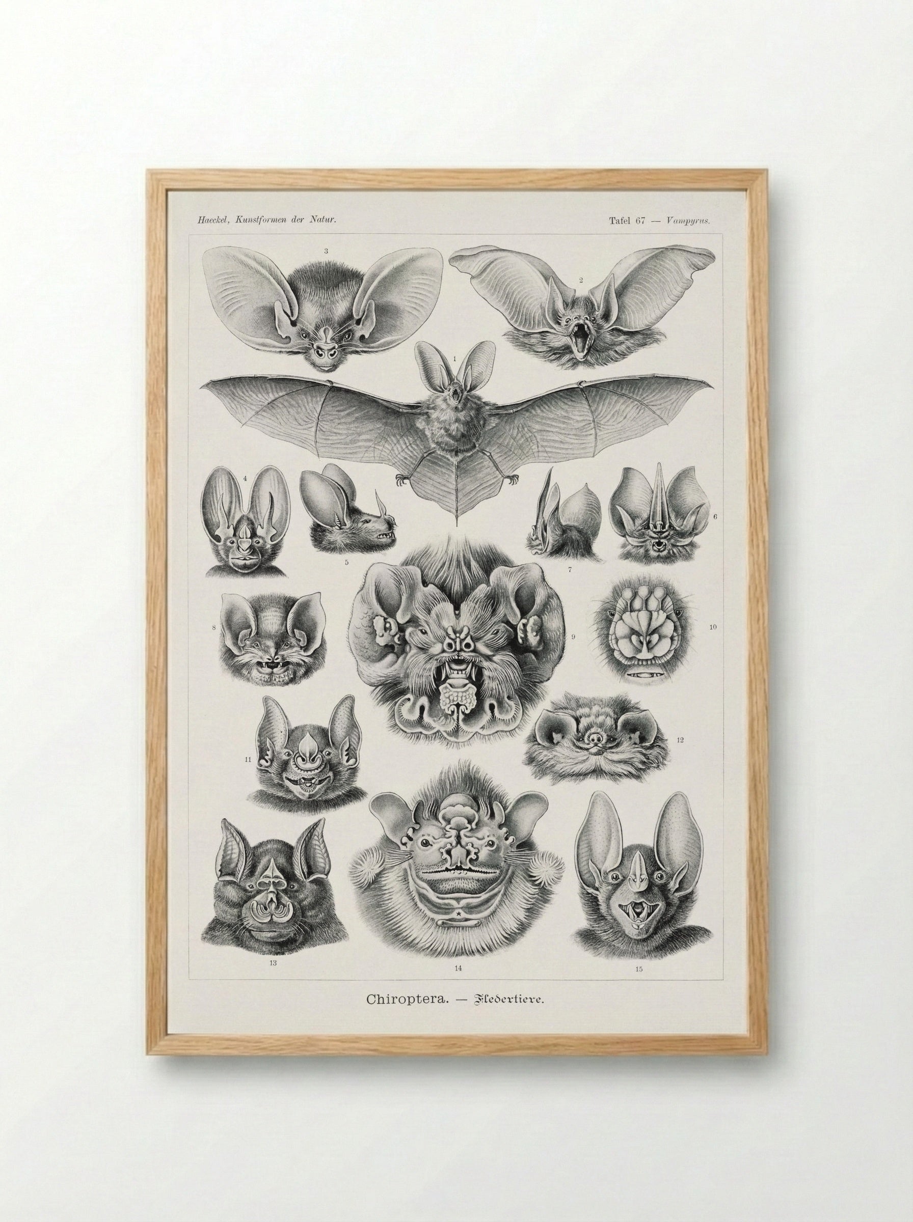 Chiroptera-Fledertiere (1904) - Ernst Haeckel - Framed Print Wood