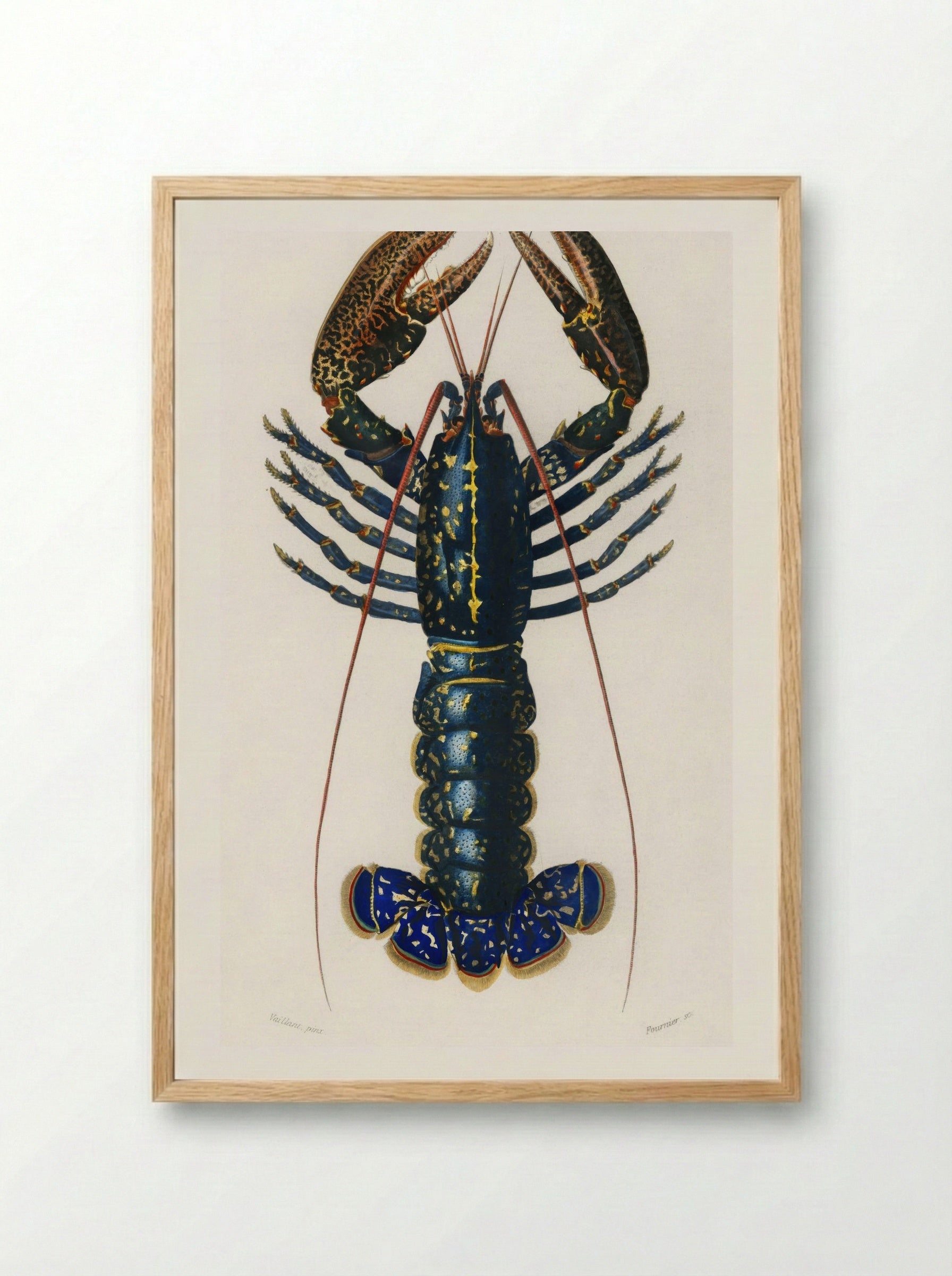 Crimson Crawfish (Palemon Ornatum) - Charles Dessalines D'Orbigny - Framed Print Wood