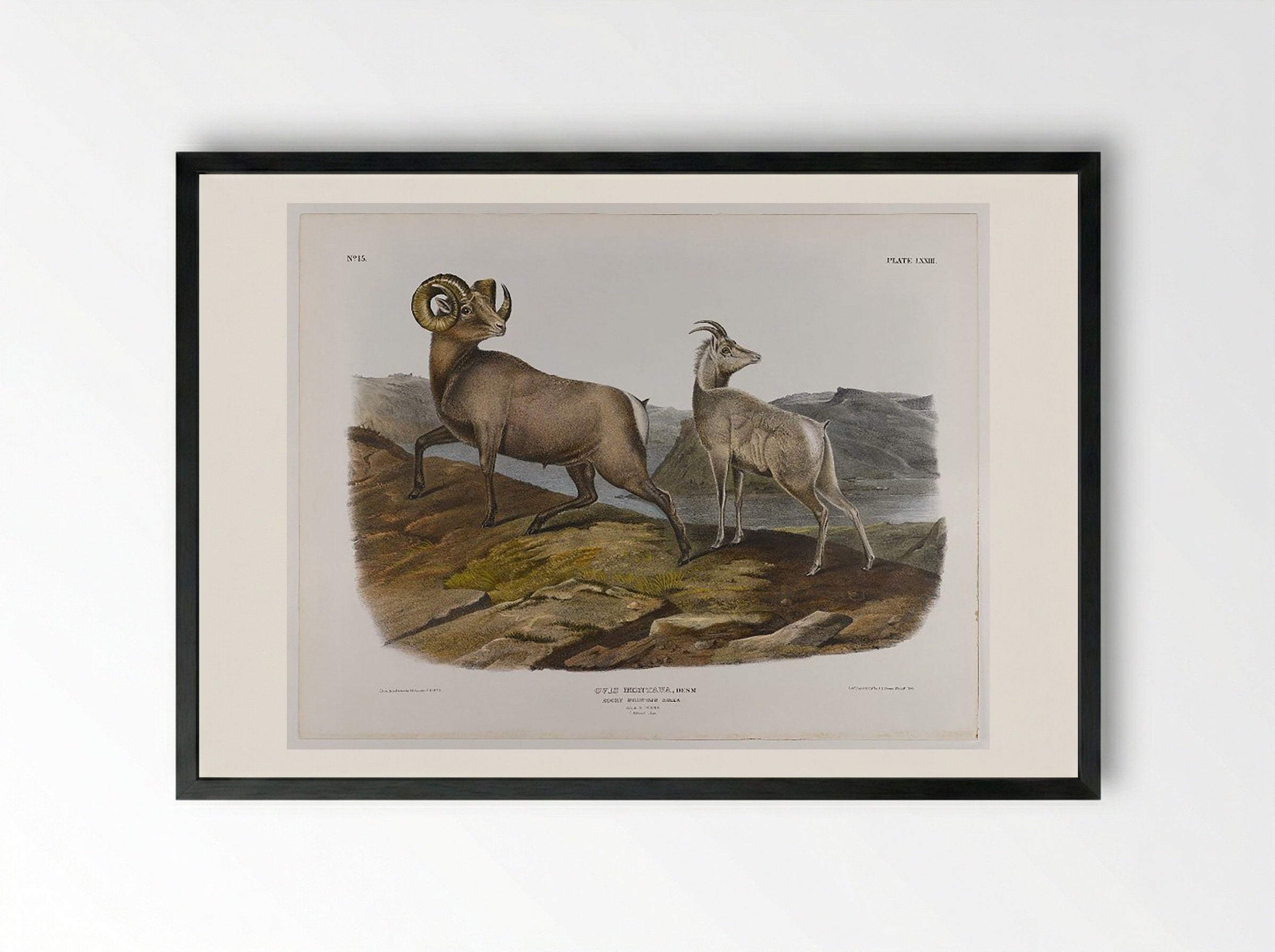 Rocky Mountain Sheep - John James Audubon - Framed Print Black
