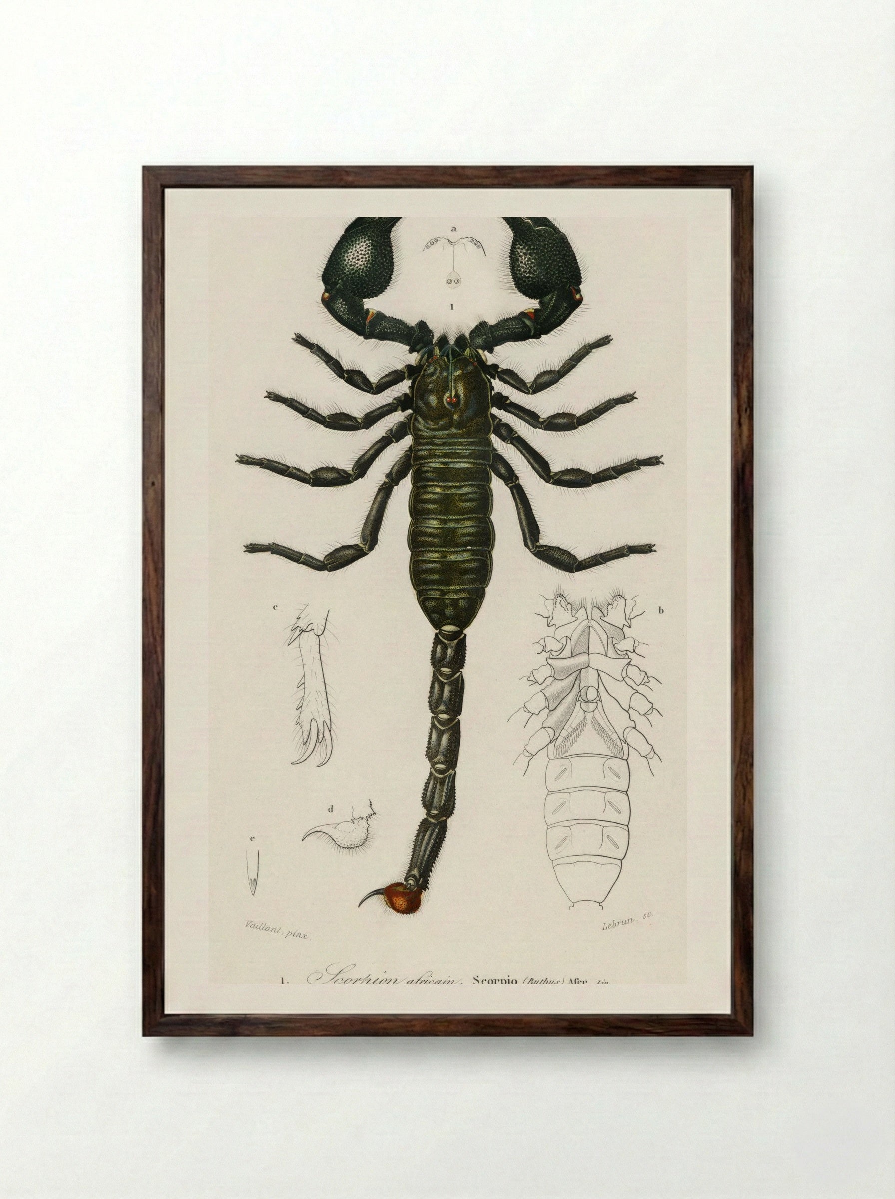 The Emperor Scorpion - Charles Dessalines D'Orbigny - Framed Print Dark Wood