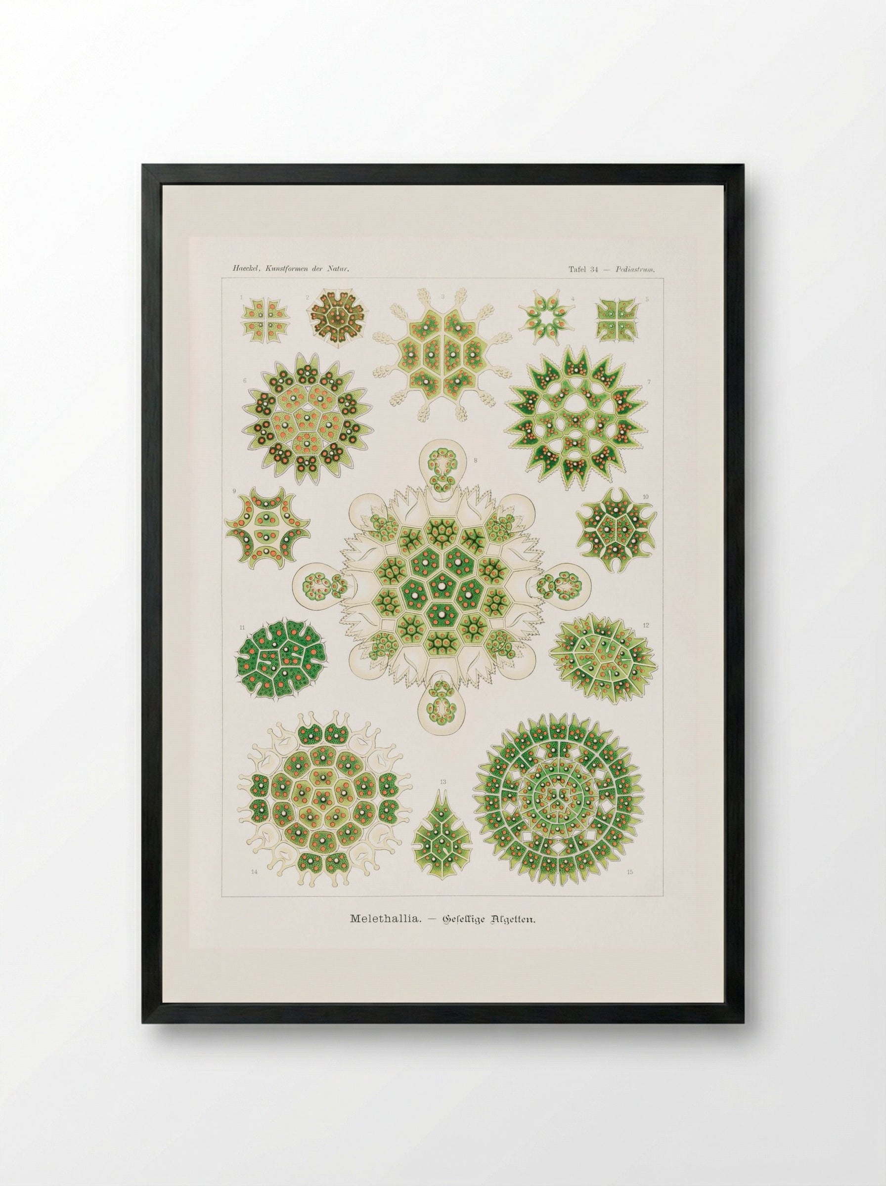 Melethallia-Gesellige Algetten (1904) - Ernst Haeckel - Framed Print Black
