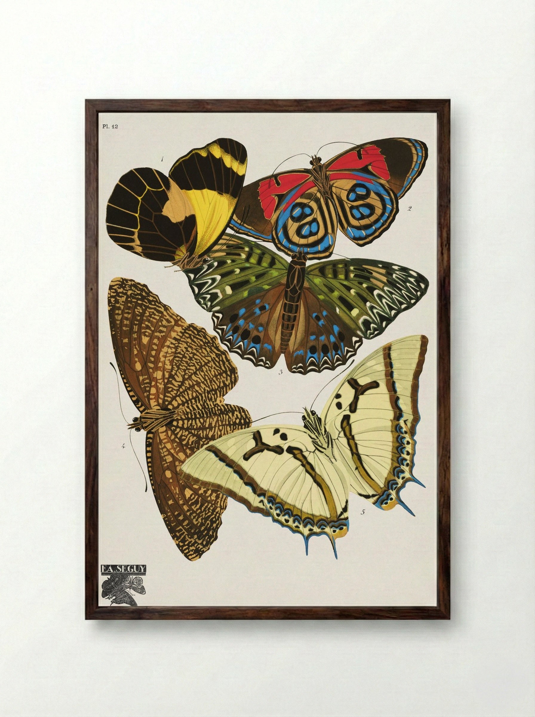 Séguy's Vintage Butterflies, Plate 12 - Émile Allain Séguy - Framed Print Dark Wood