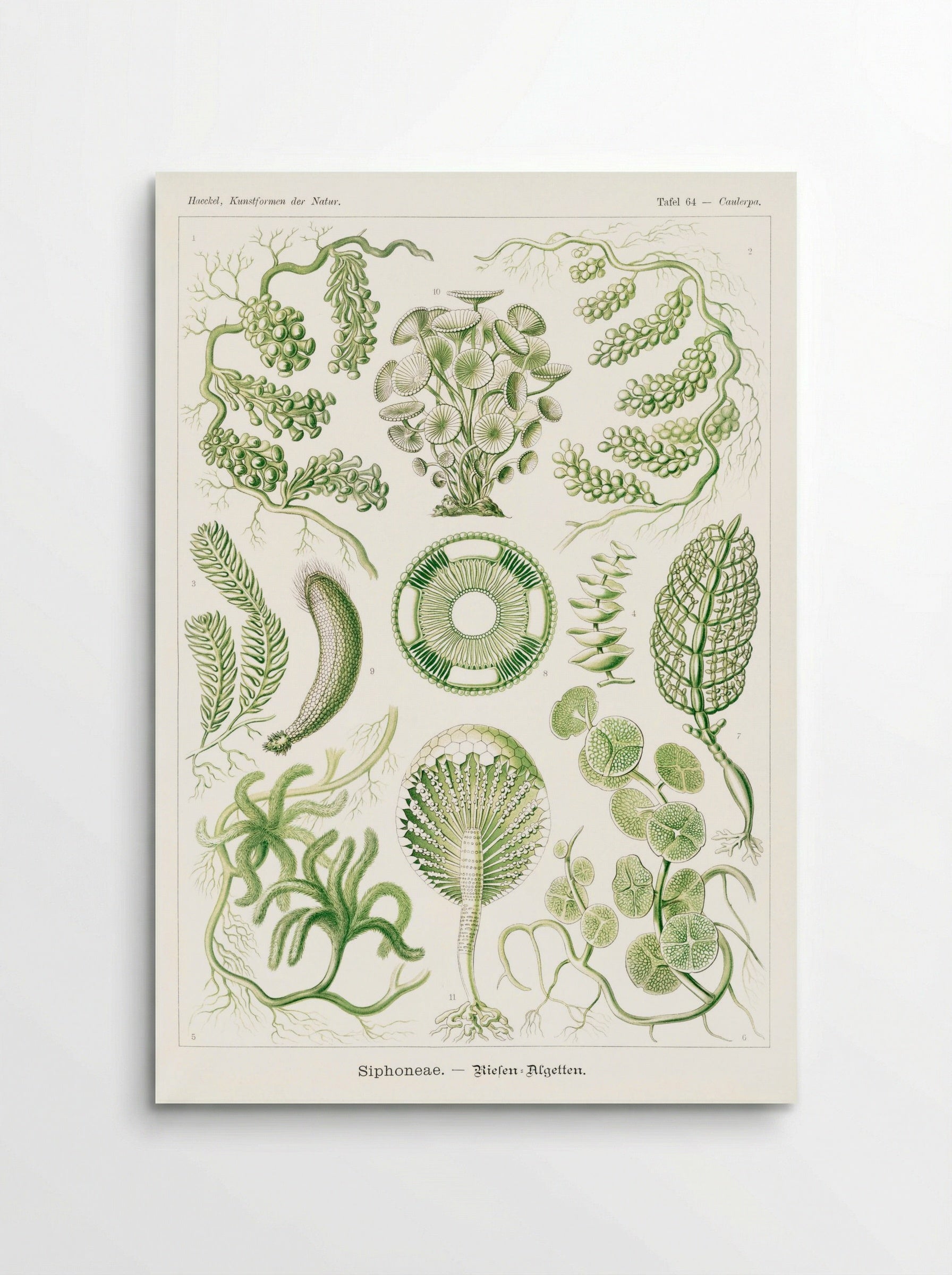Siphoneae-Riesen Algetten (1904) - Ernst Haeckel - Poster
