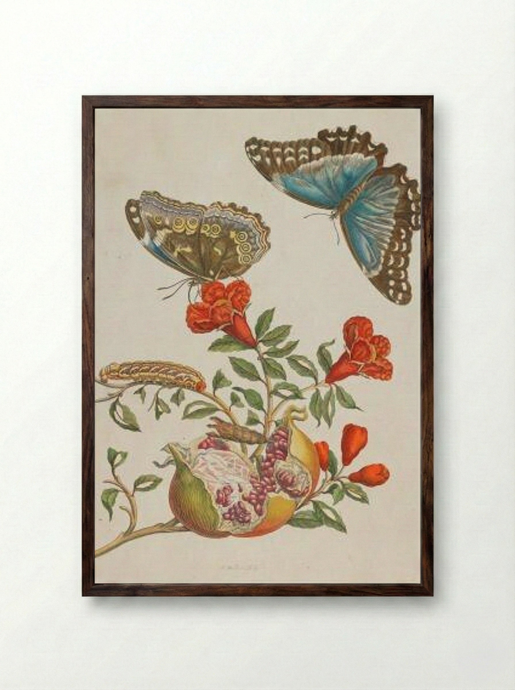 Granatapfel (Pomegranate) - Maria Sibylla Merian - Framed Print Dark Wood