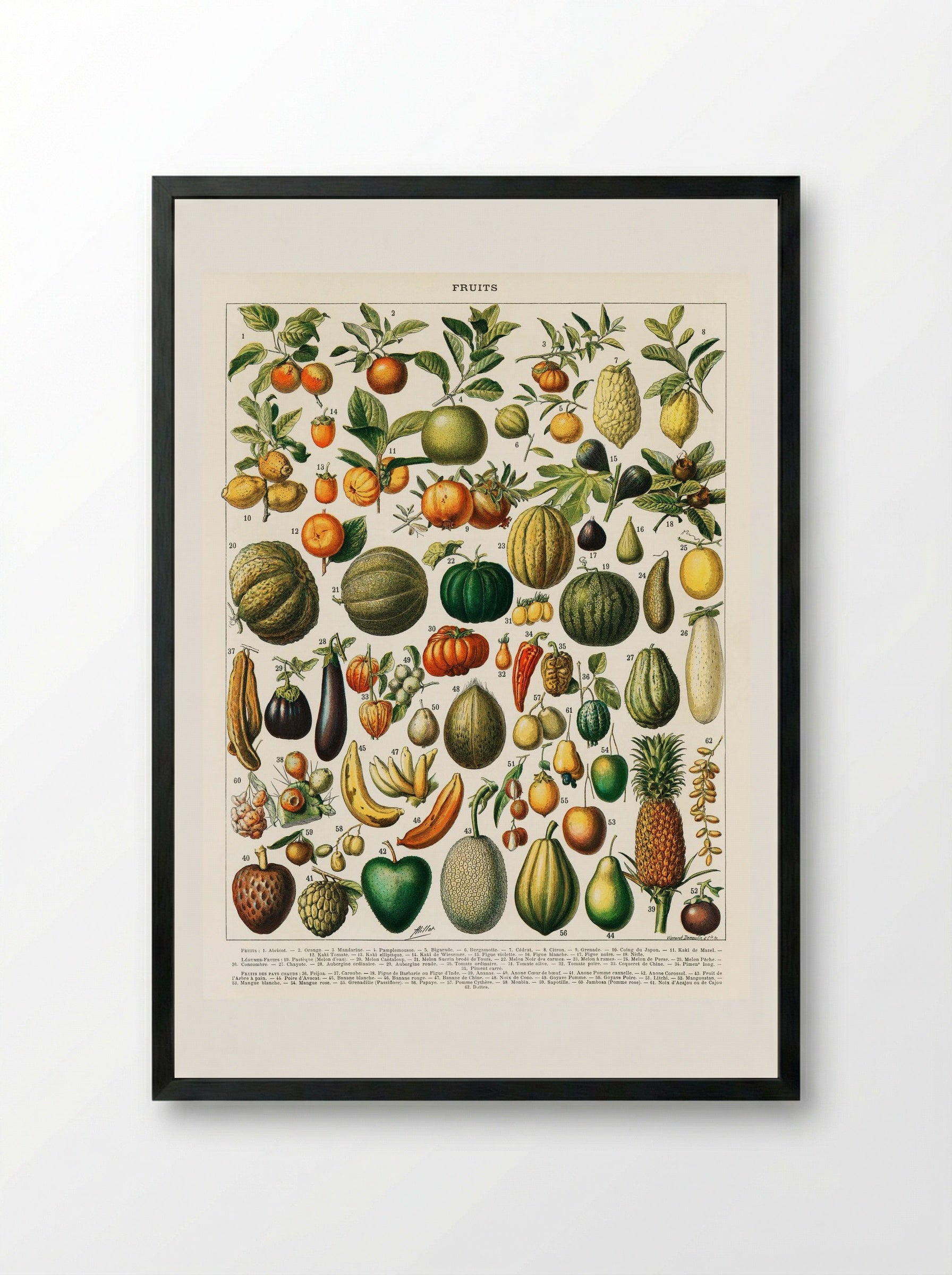 Fruits and Vegetables (Nouveau Larousse Illustré) - Pierre-Auguste Larousse - Framed Print Black