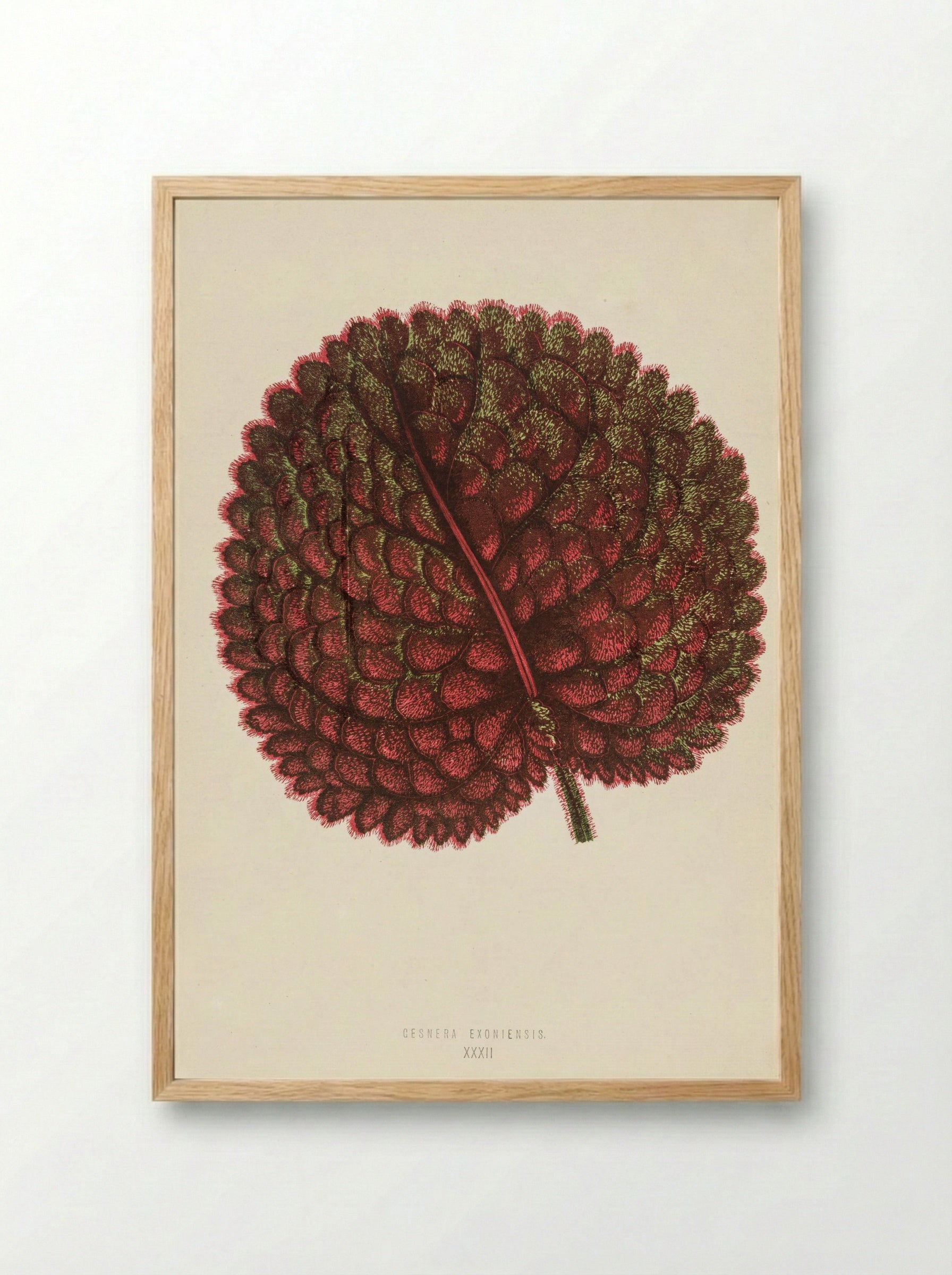 Gesnera exoniensis - Benjamin Fawcett - Framed Print Wood