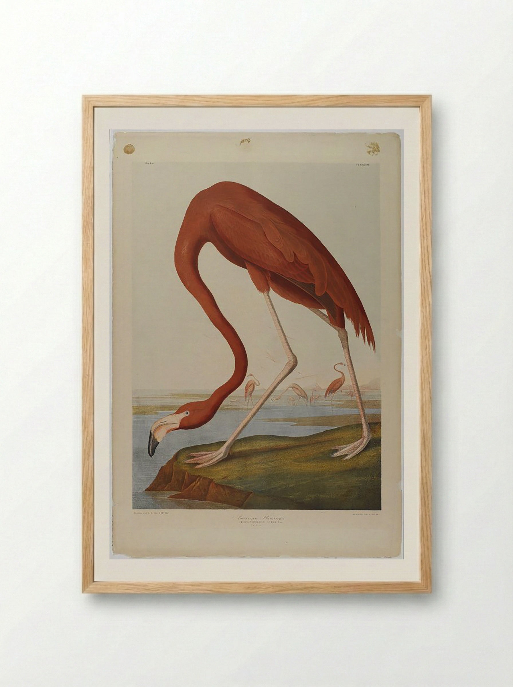 American Flamingo - John James Audubon - Framed Print Wood