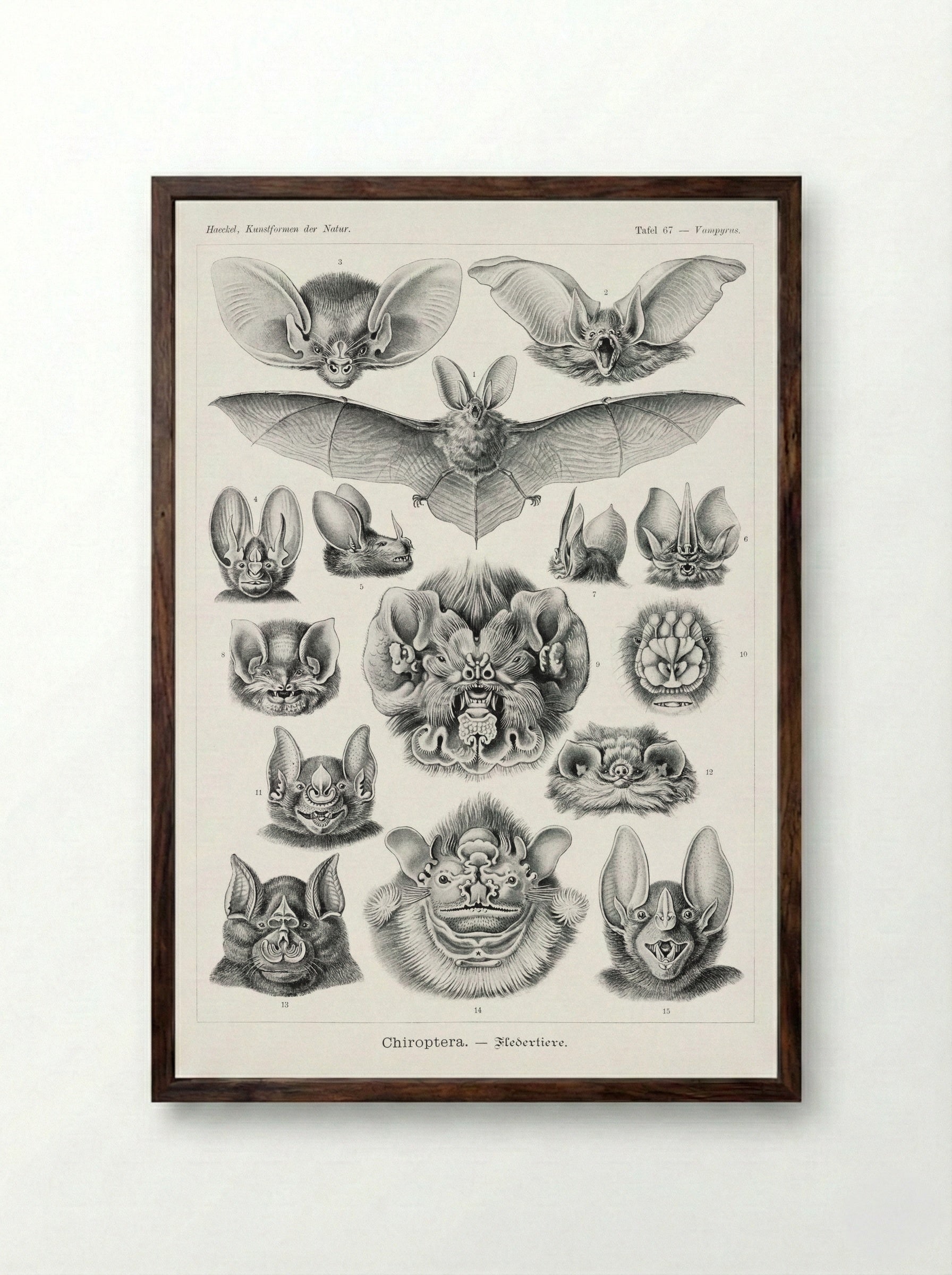 Chiroptera-Fledertiere (1904) - Ernst Haeckel - Framed Print Dark Wood