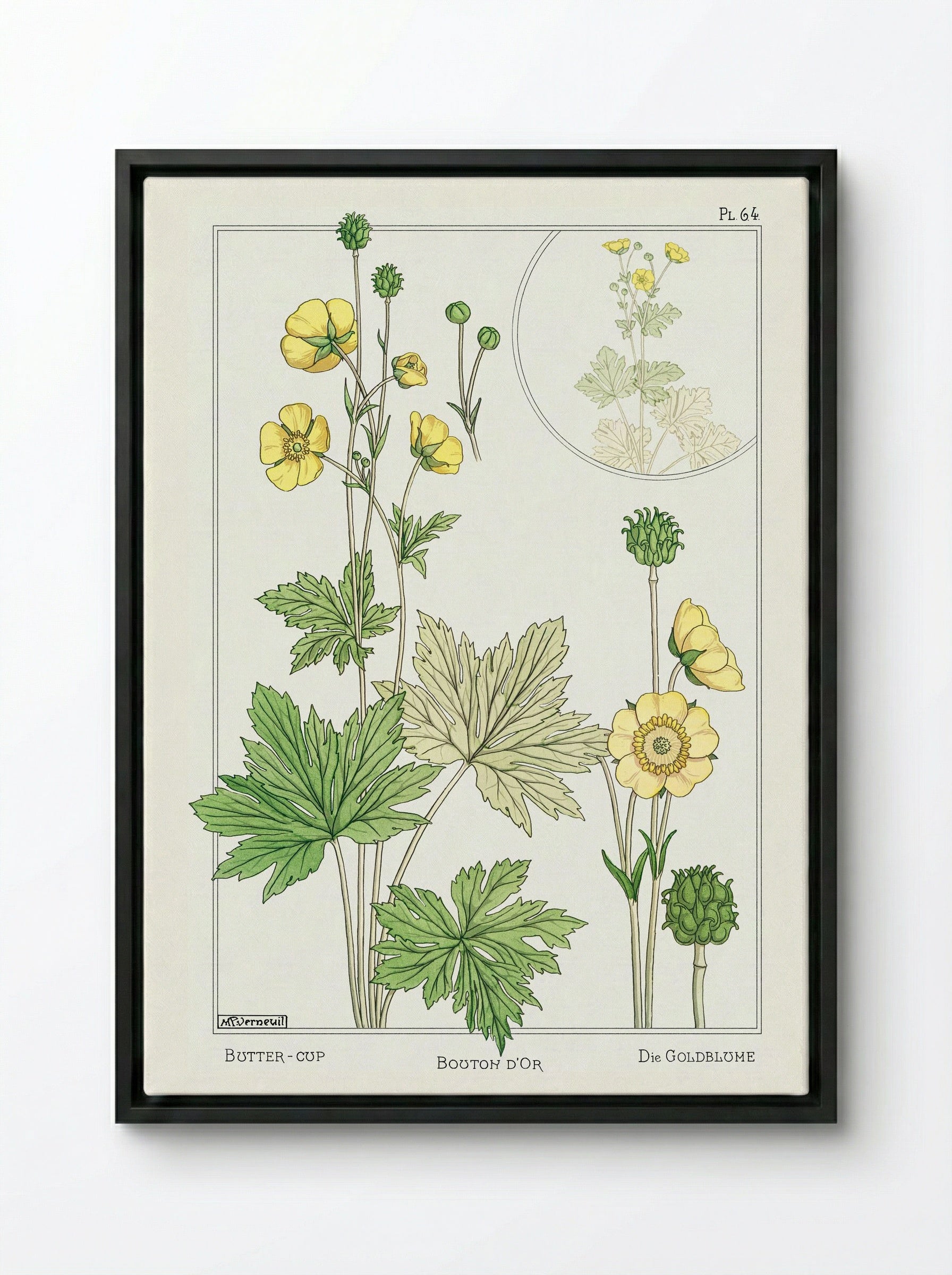 Bouton d'Or (Buttercup) - Maurice Pillard Verneuil - Framed Canvas Black
