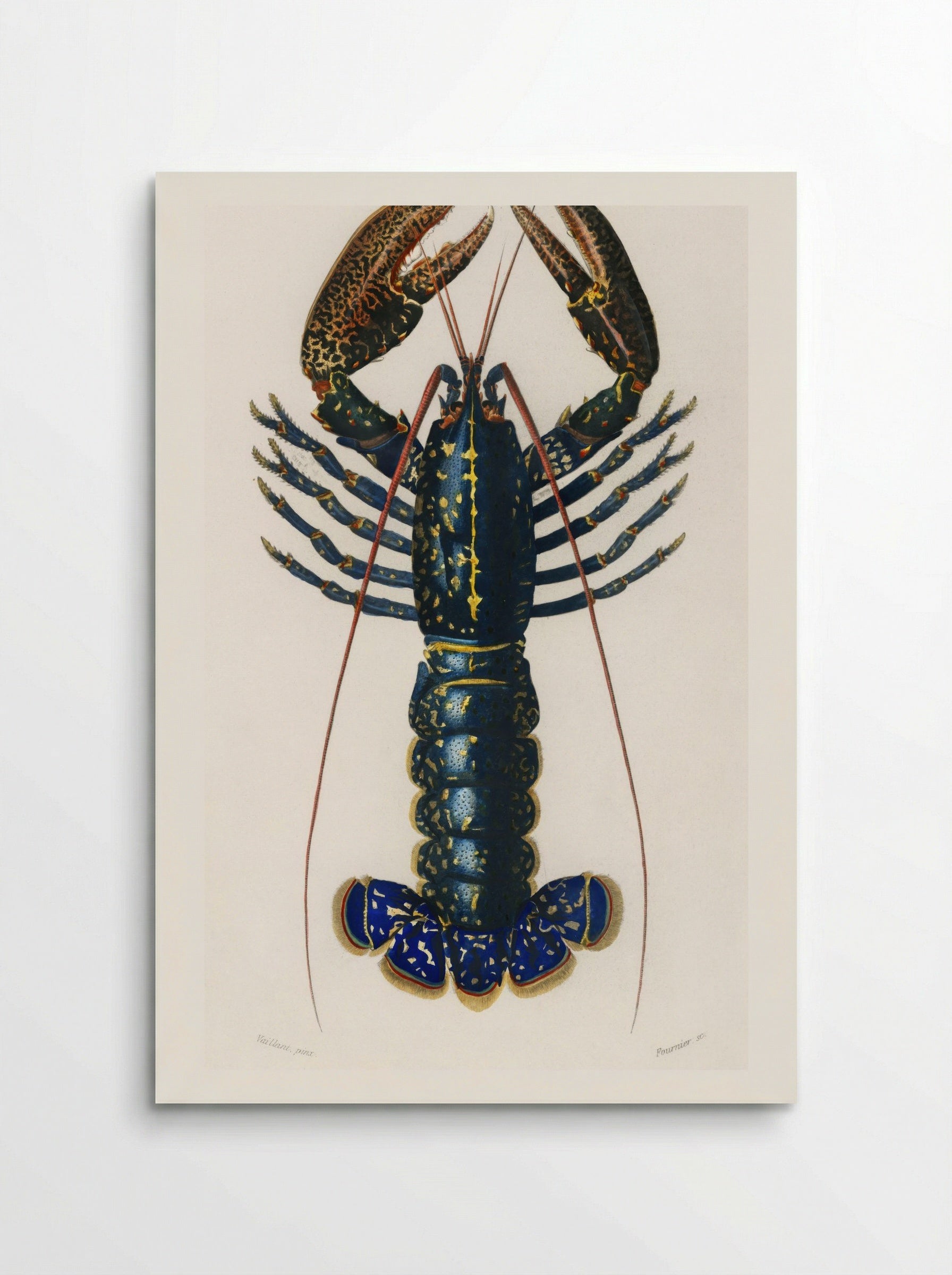 Crimson Crawfish (Palemon Ornatum) - Charles Dessalines D'Orbigny - Poster