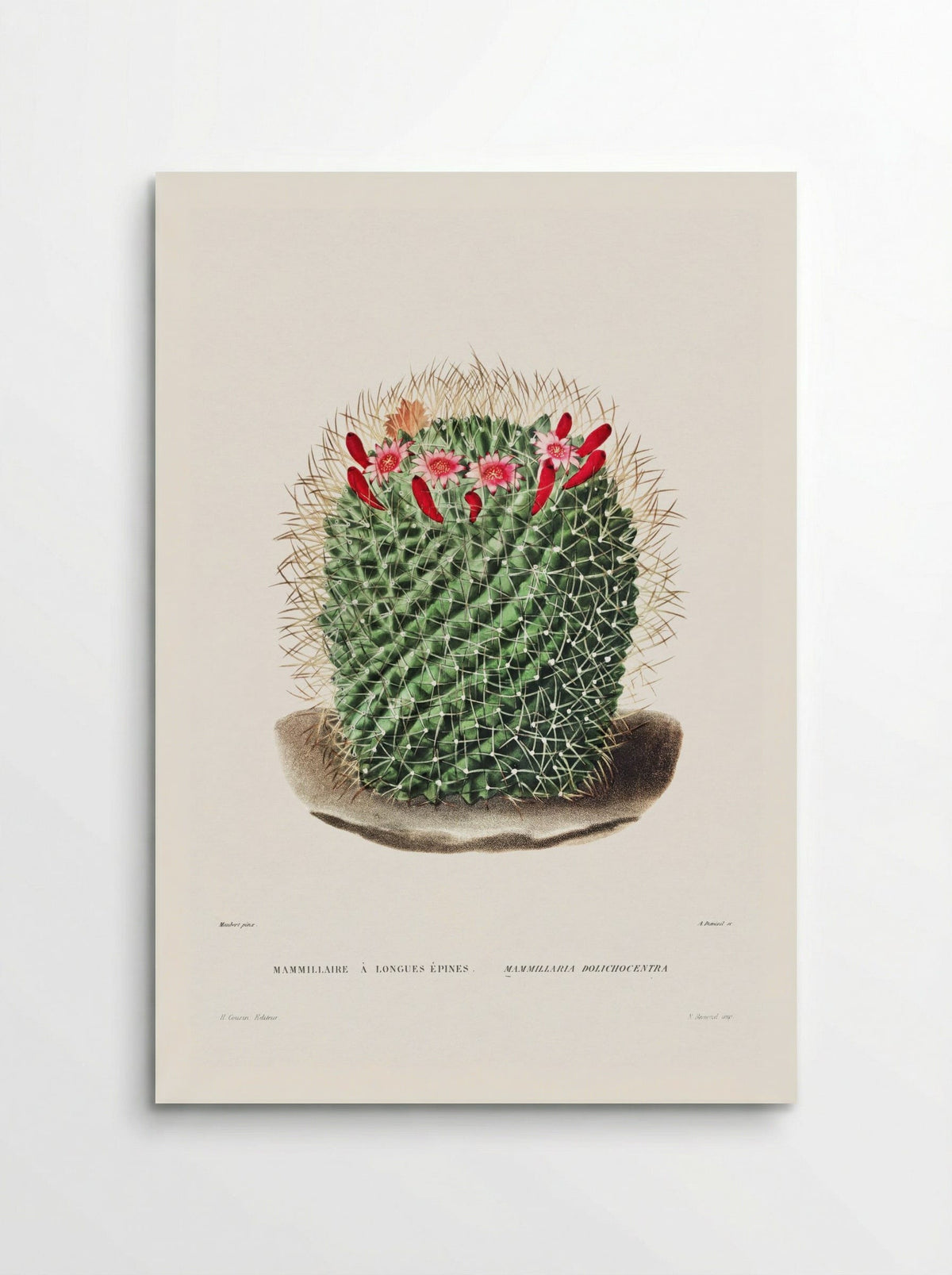 Mammillaria Dolichocentra - Charles Antoine Lemaire - Poster