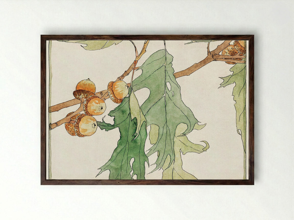 Oak Acorns - Hannah Borger Overbeck - Framed Print Dark Wood