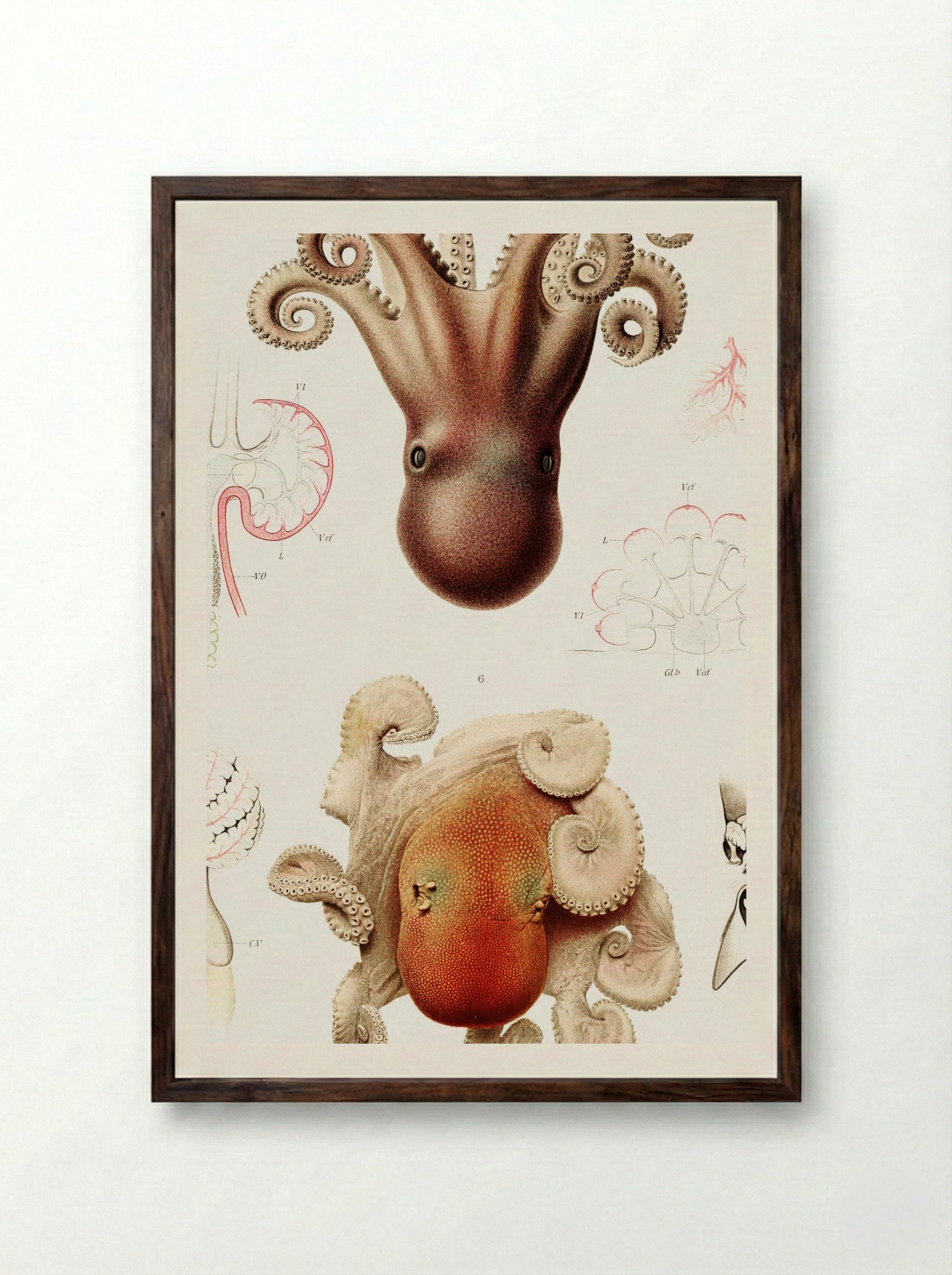 Squid Illustration - Albert I of Monaco - Framed Print Dark Wood