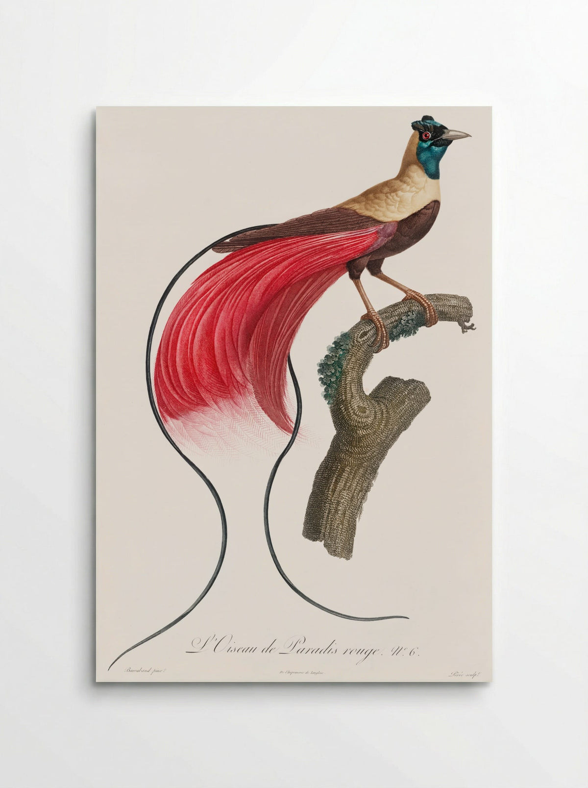 Red Bird of Paradise - Jacques Barraband - Poster