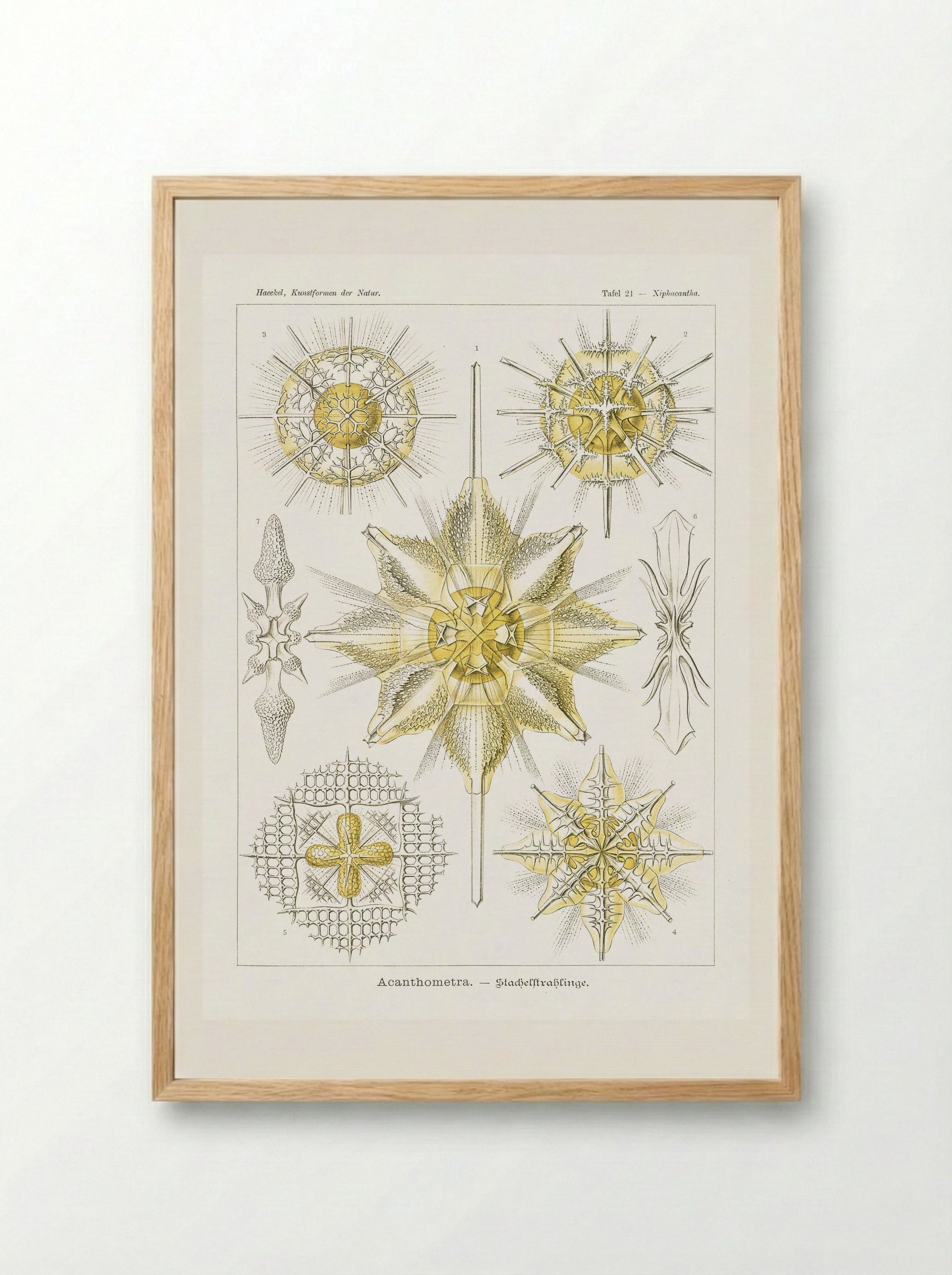 Acanthometra-Stachelstrahlinge (1904) - Ernst Haeckel - Framed Print Wood