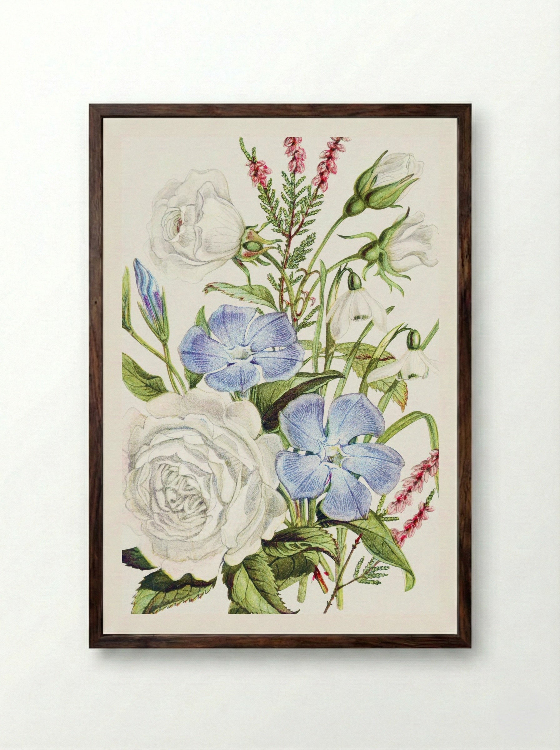 Periwinkle, Snowdrop, White Rose and Common Heath (1896) - Robert Tyas - Framed Print Dark Wood