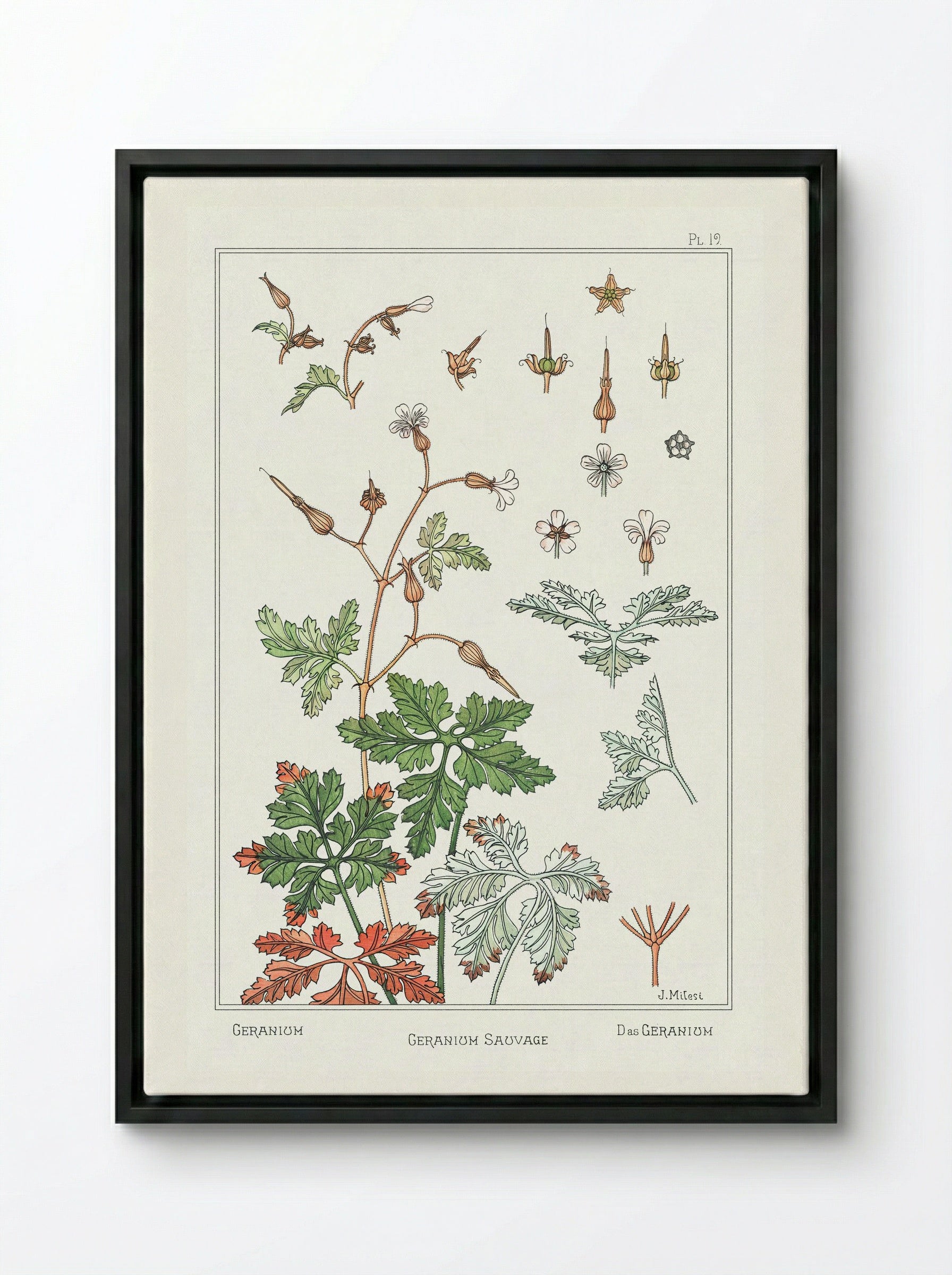Geranium sauvage - Maurice Pillard Verneuil - Framed Canvas Black