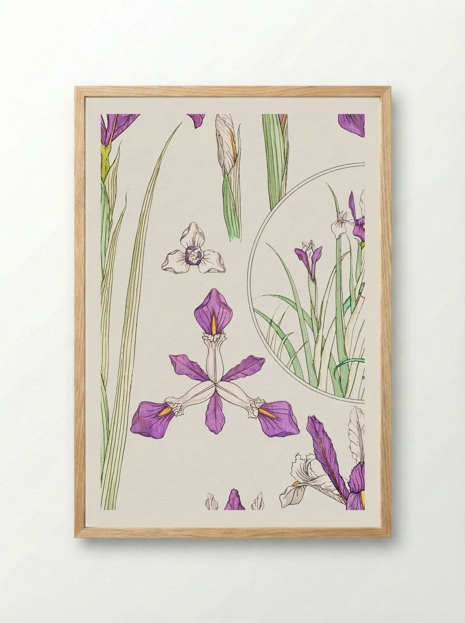 Iris, from La Plante et ses Applications ornementales - Maurice Pillard Verneuil - Framed Print Wood