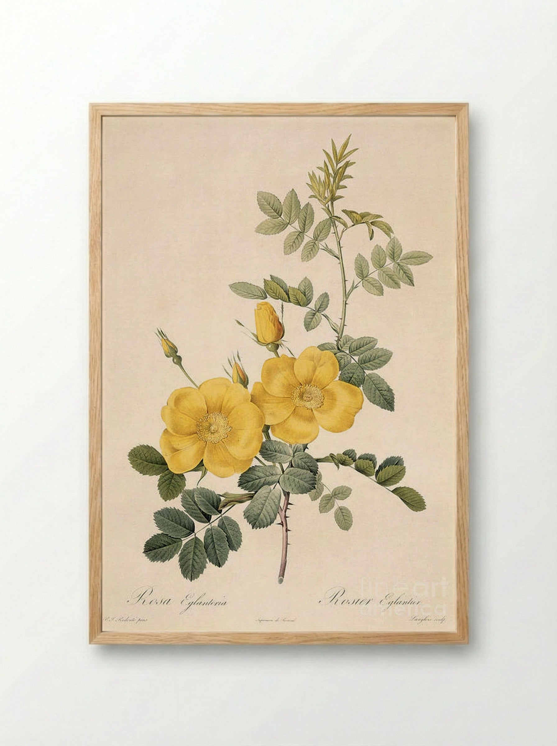Rosa Eglanteria - Pierre-Joseph Redouté - Framed Print Wood