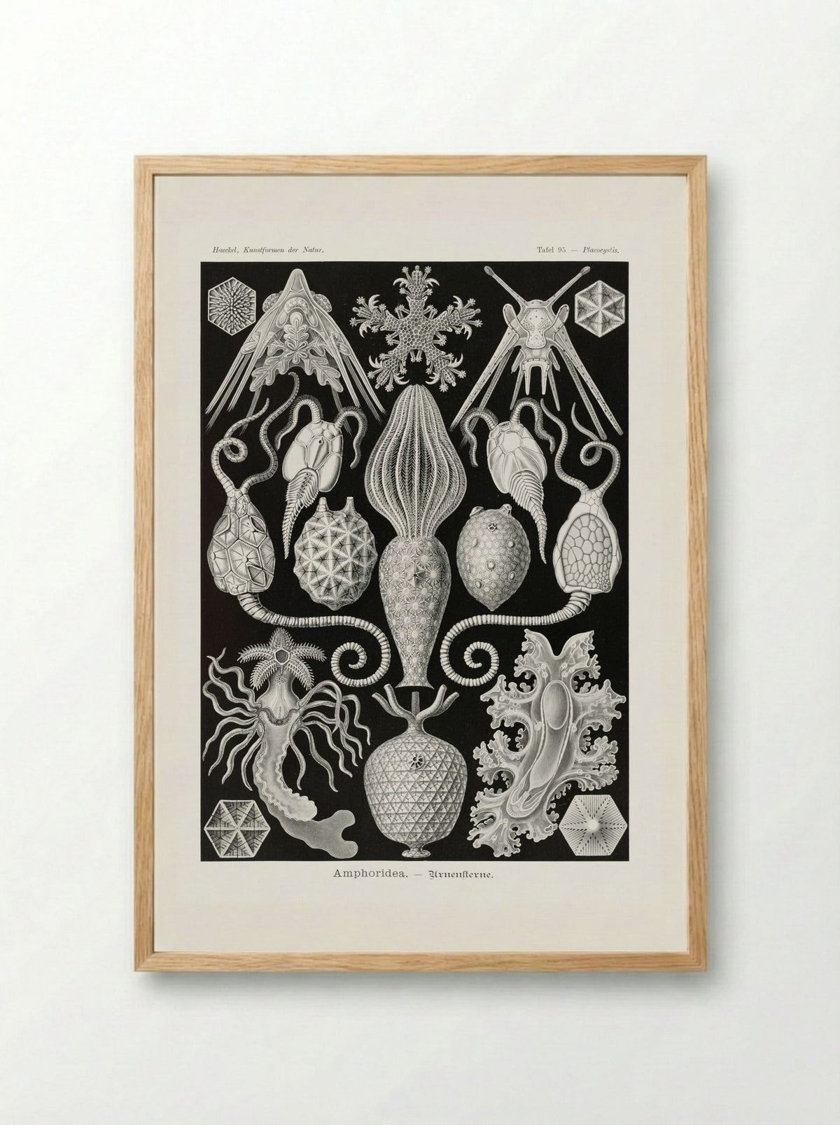 Amphoridea-Urnensterne (1904) - Ernst Haeckel - Framed Print Wood