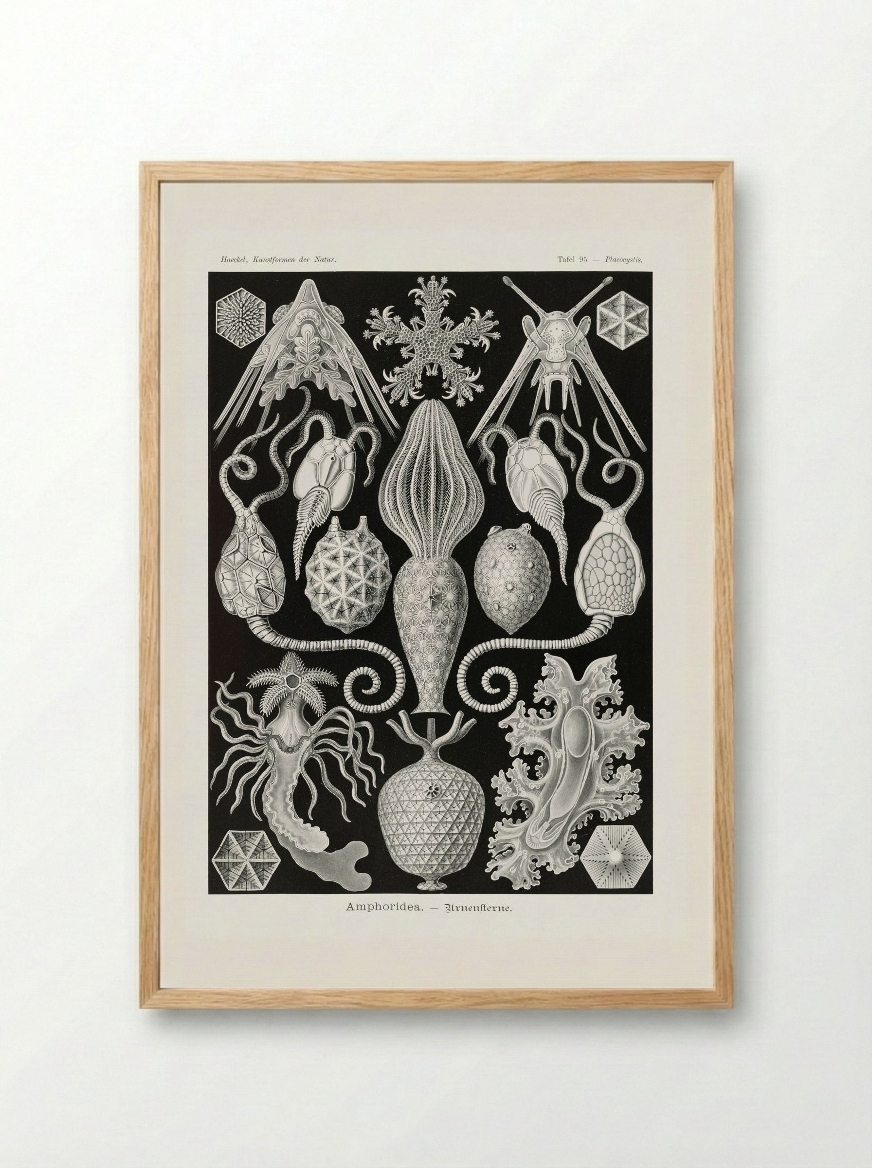 Amphoridea-Urnensterne (1904) - Ernst Haeckel - Framed Print Wood