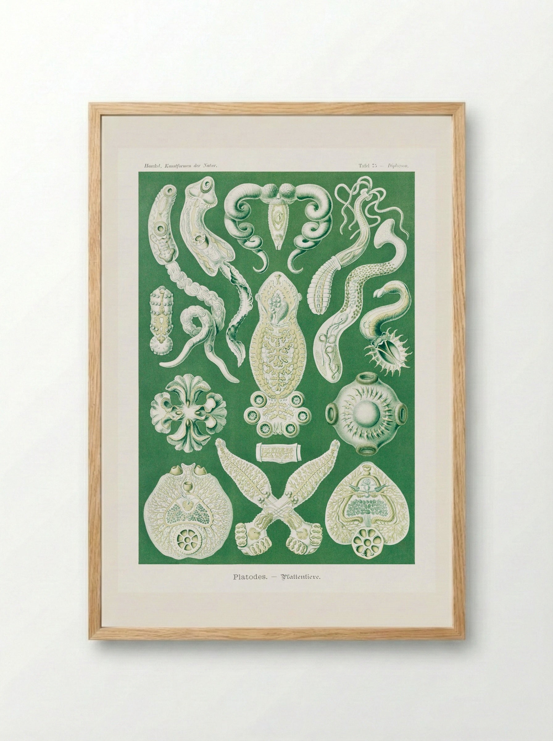 Platodes-Plattentiere (1904) - Ernst Haeckel - Framed Print Wood