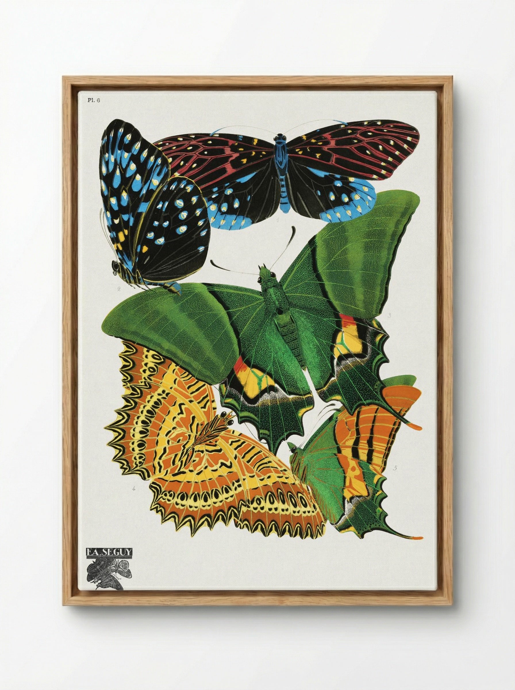 Butterflies, Plate 6 - Eugène Alain Séguy - Framed Canvas Wood