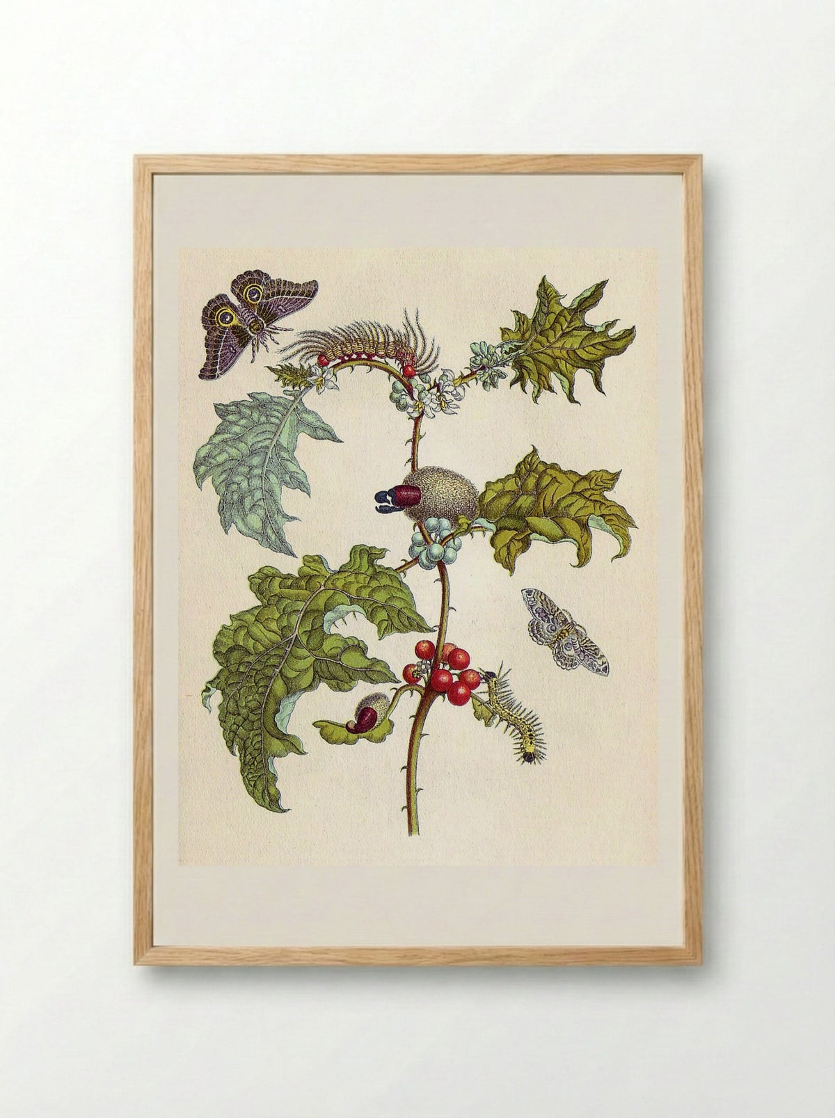 from Metamorphosis insectorum Surinamensium - Maria Sibylla Merian - Framed Print Wood