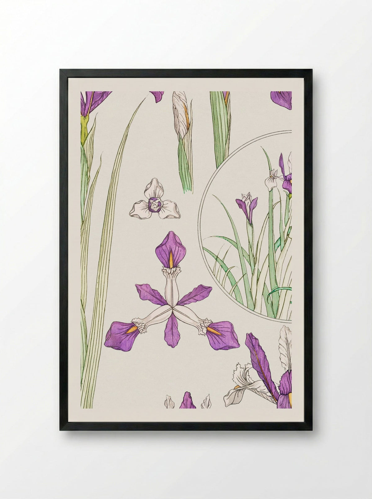 Iris, from La Plante et ses Applications ornementales - Maurice Pillard Verneuil - Framed Print Black