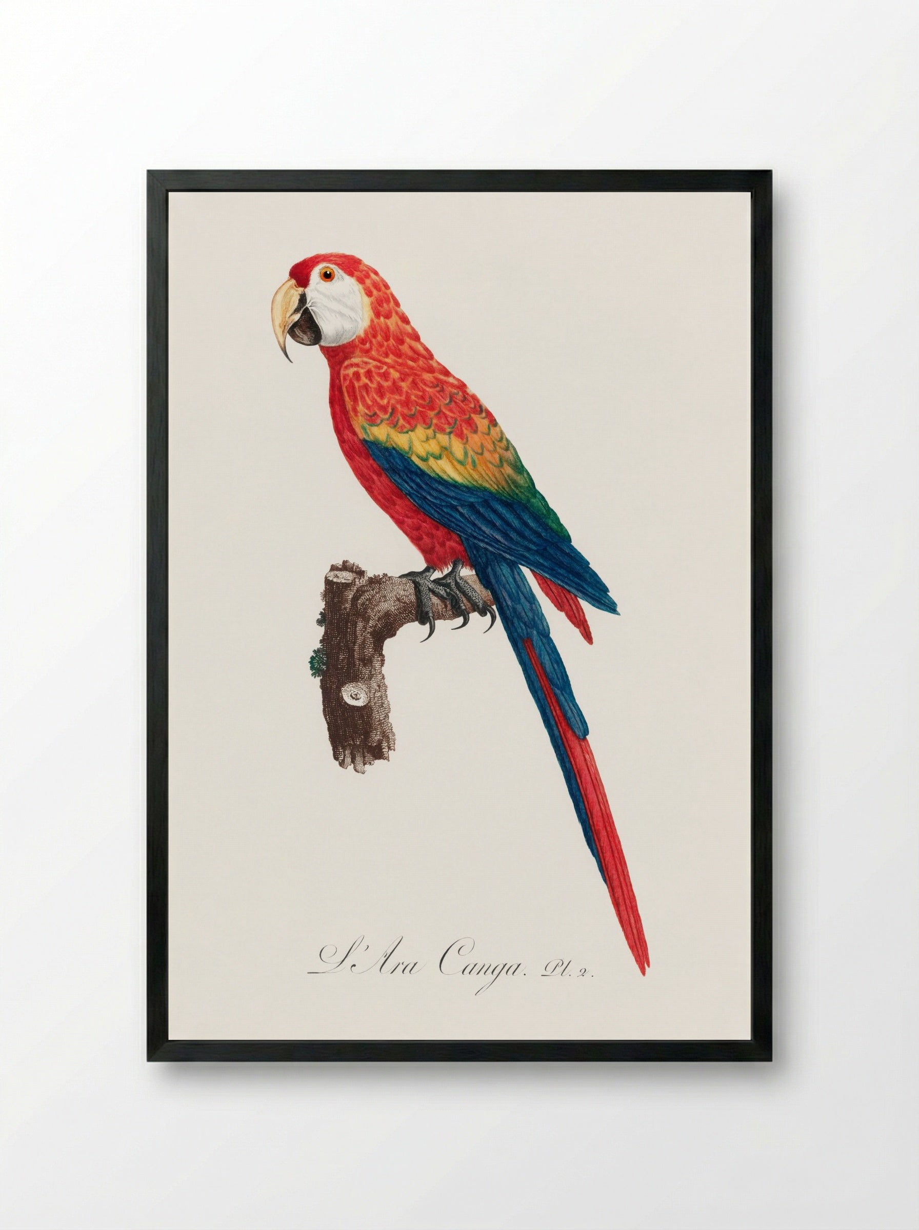 Ara Canga (1801-1805) - Francois Levaillant - Framed Print Black