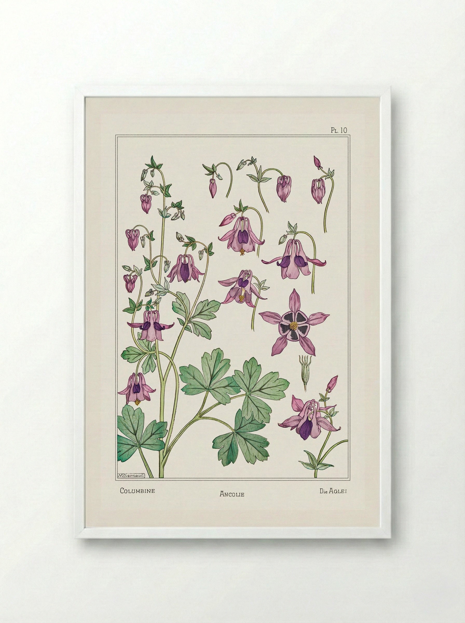 Ancolie (Columbine) from La Plante et ses Applications ornementales - Maurice Pillard Verneuil - Framed Print White