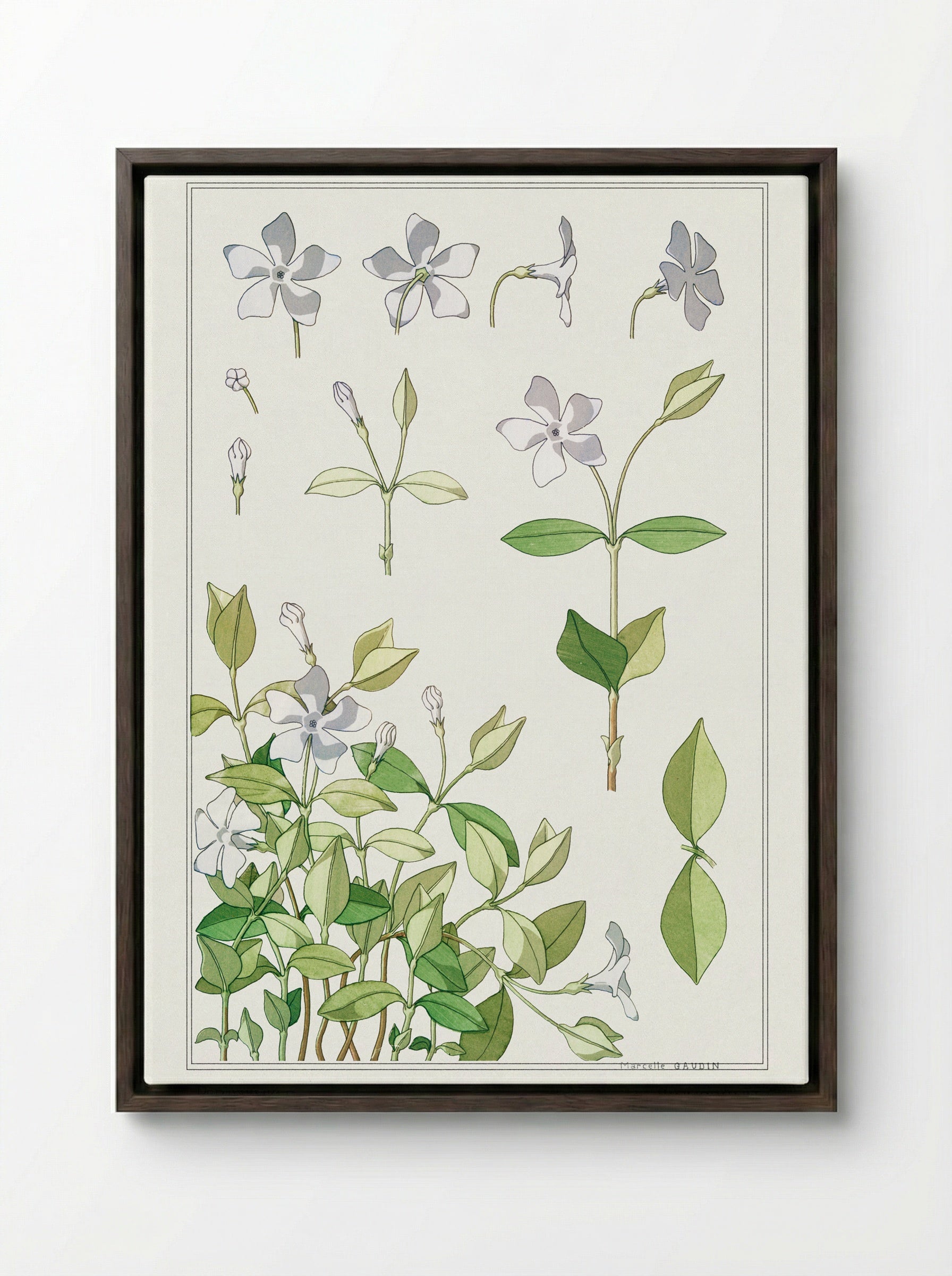 Pervenche (Periwinkle) - Maurice Pillard Verneuil - Framed Canvas Dark Wood