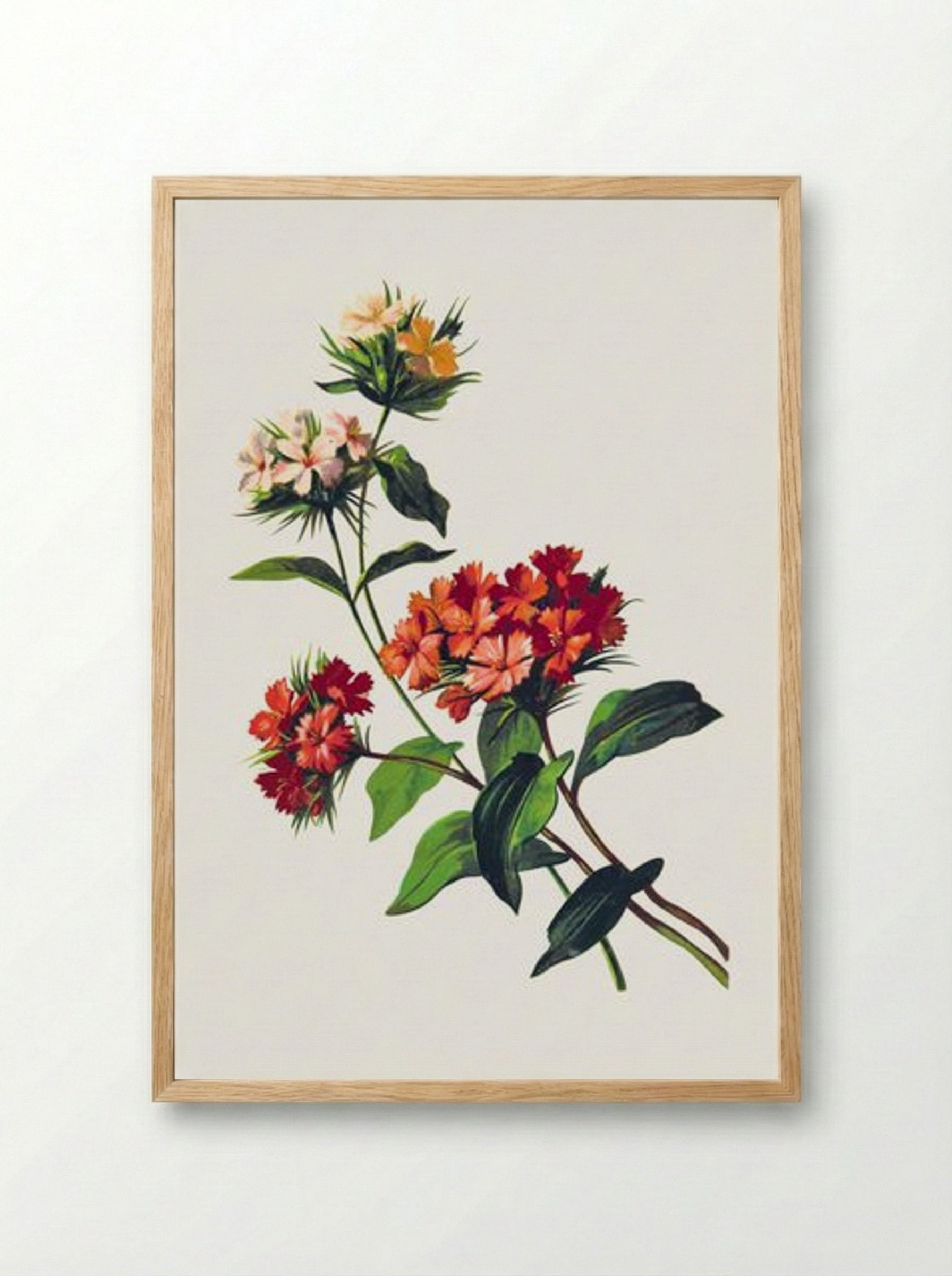 Sweet William Flower - Fine Art Print - Framed Print Wood