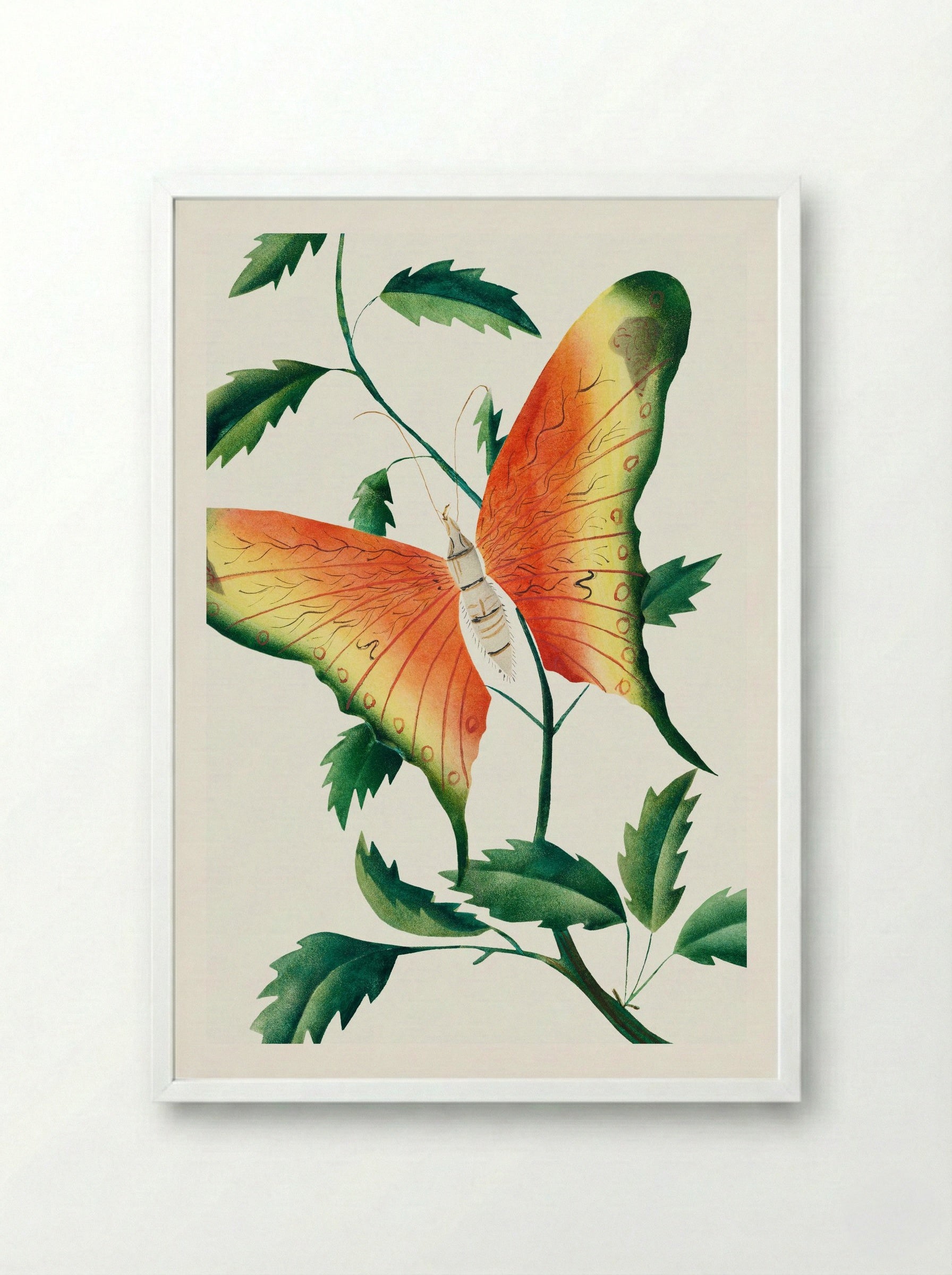 Rose Bush and Butterfly - Mary Altha Nims - Framed Print White