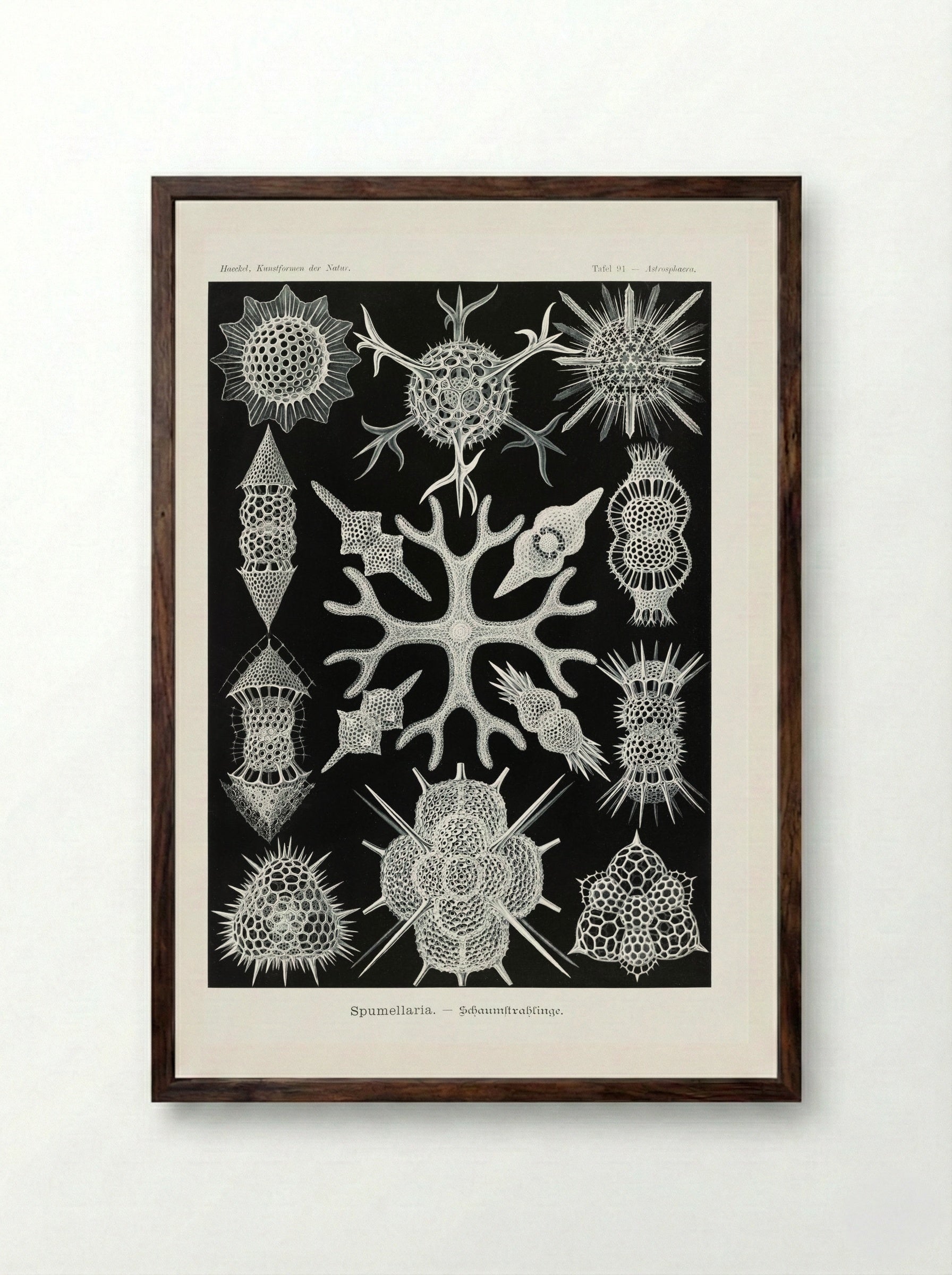 Spumellaria-Schaumstrahlinge (1904) - Ernst Haeckel - Framed Print Dark Wood