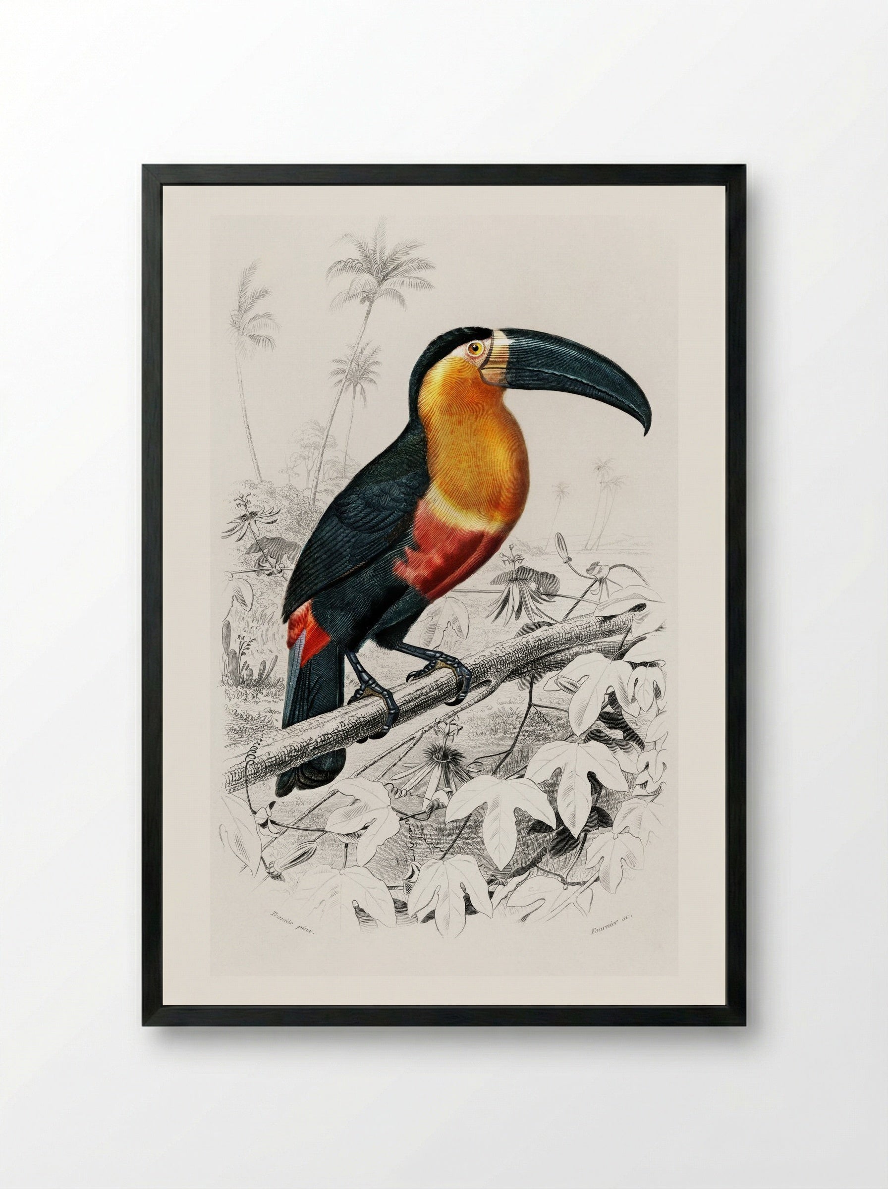 Toucan (Ramphastos) - Charles Dessalines D'Orbigny - Framed Print Black