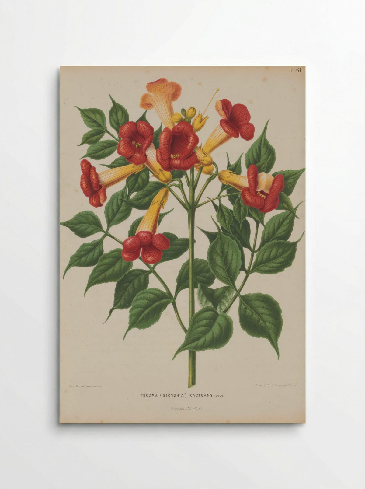Bignonia Radicans L. - A. J. Wendel - Poster