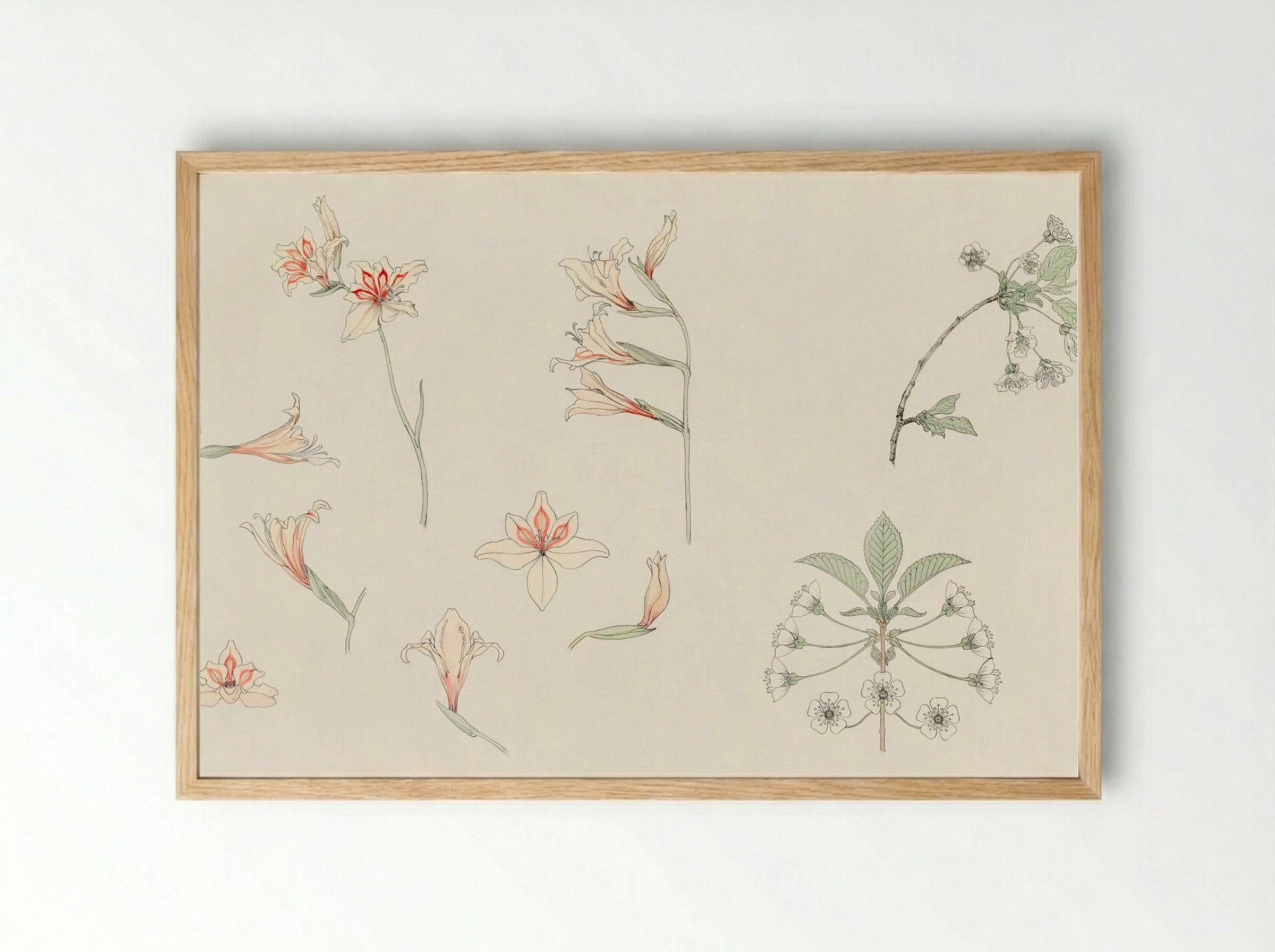 Study Sheet with Gladiolus and Apple Blossom - Julie de Graag - Framed Print Wood