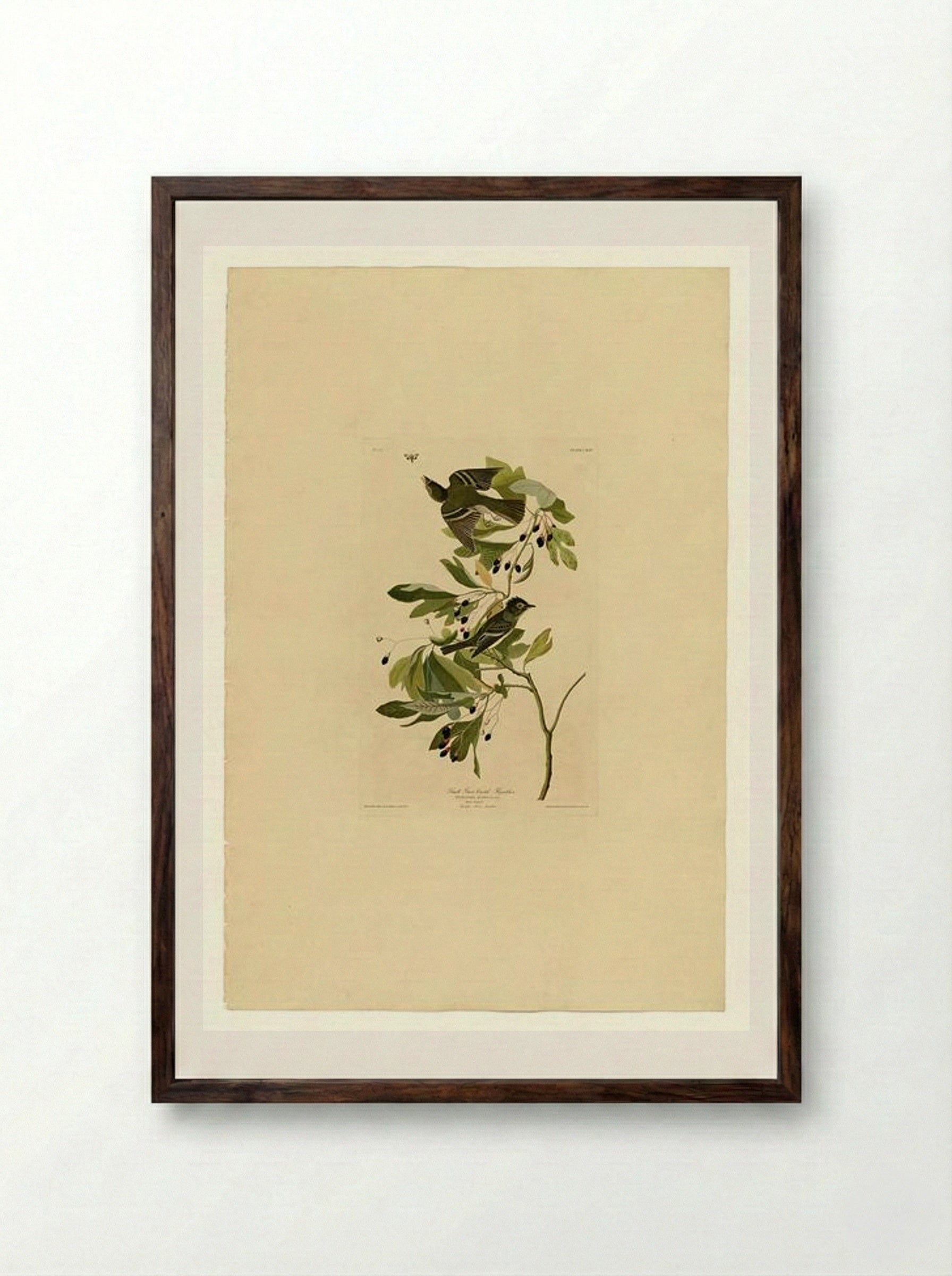 Plate 144 Small Green Crested Flycatcher - John James Audubon - Framed Print Dark Wood