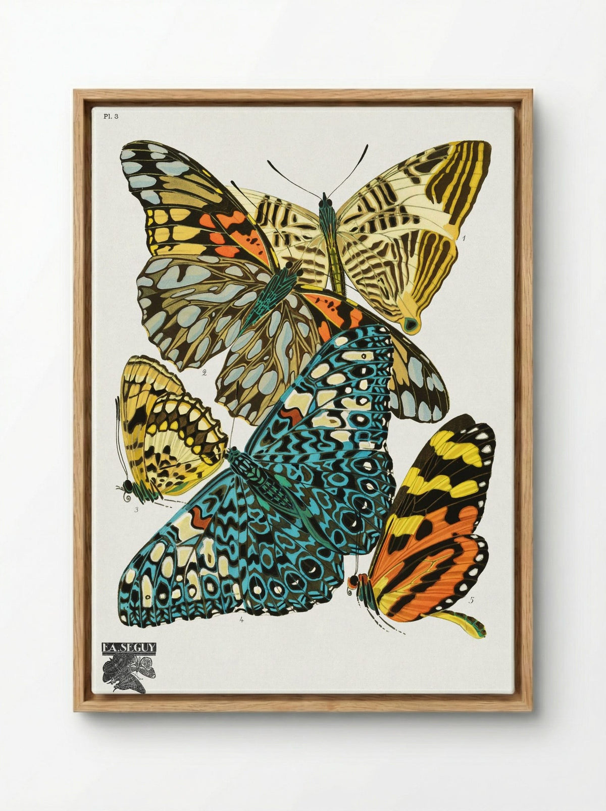 Butterflies, Plate 3 - Émile-Allain Séguy - Framed Canvas Wood