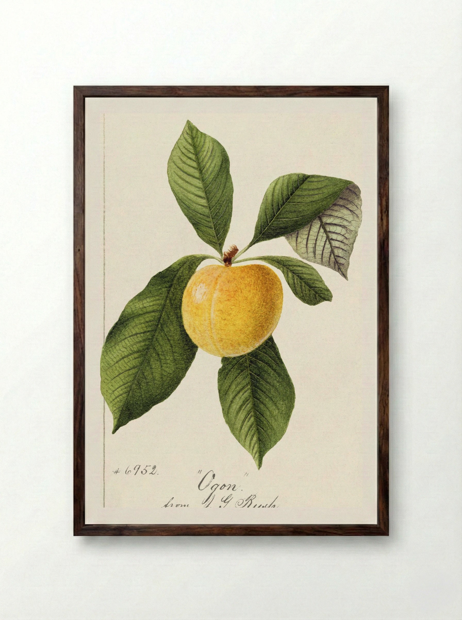 Prunus Domestica (1894) - William Henry Prestele - Framed Print Dark Wood