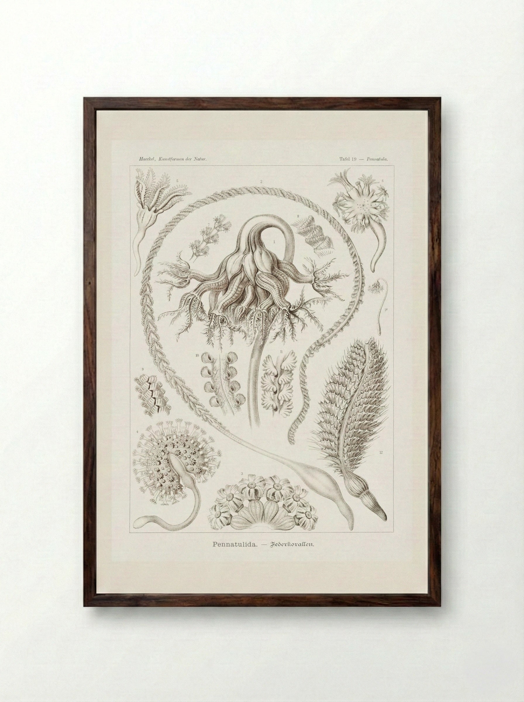 Pennatulida-Federkorallen (1904) - Ernst Haeckel - Framed Print Dark Wood