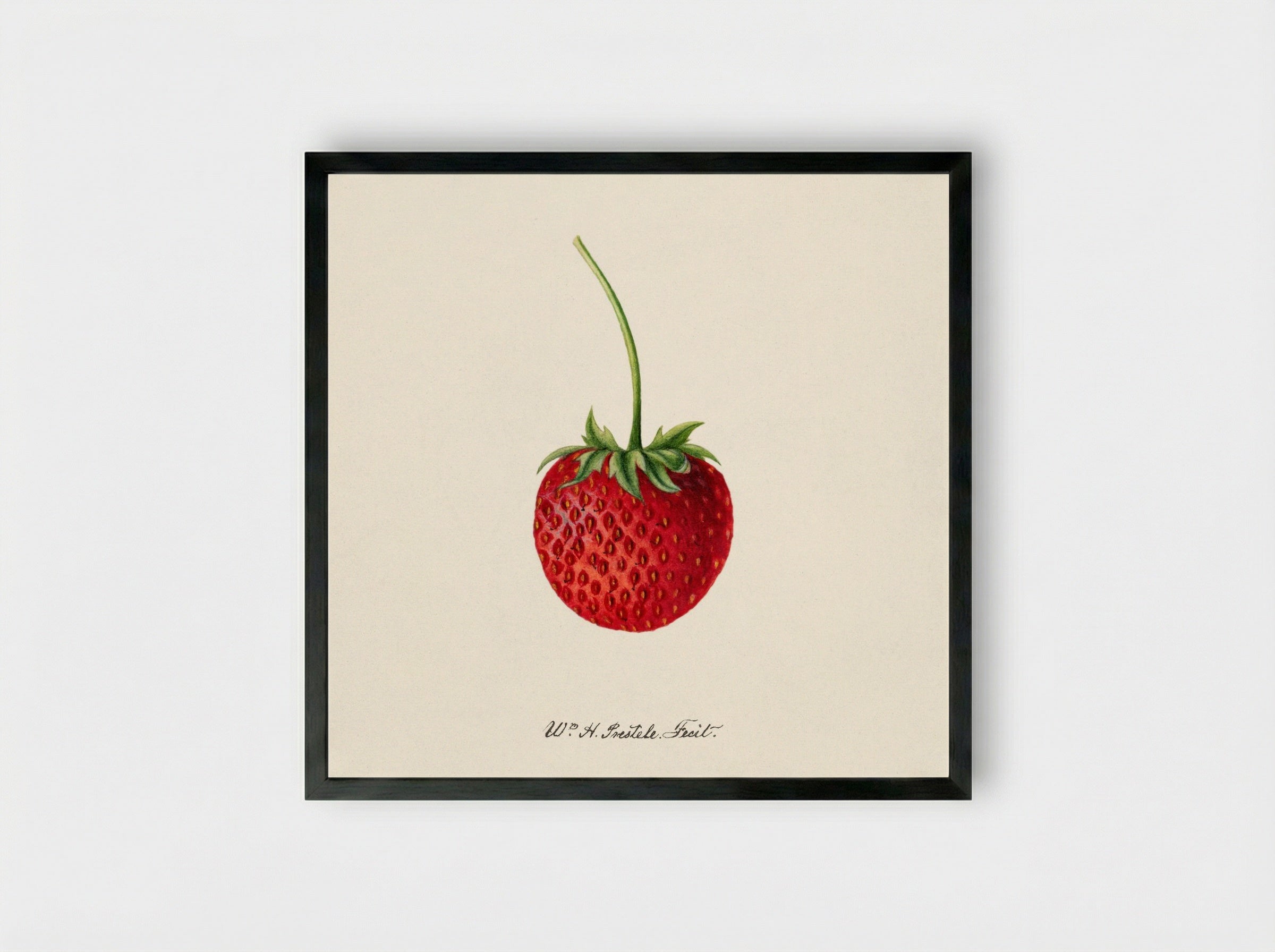 Strawberry (Fragaria) (1891) - Deborah Griscom Passmore - Framed Print Black