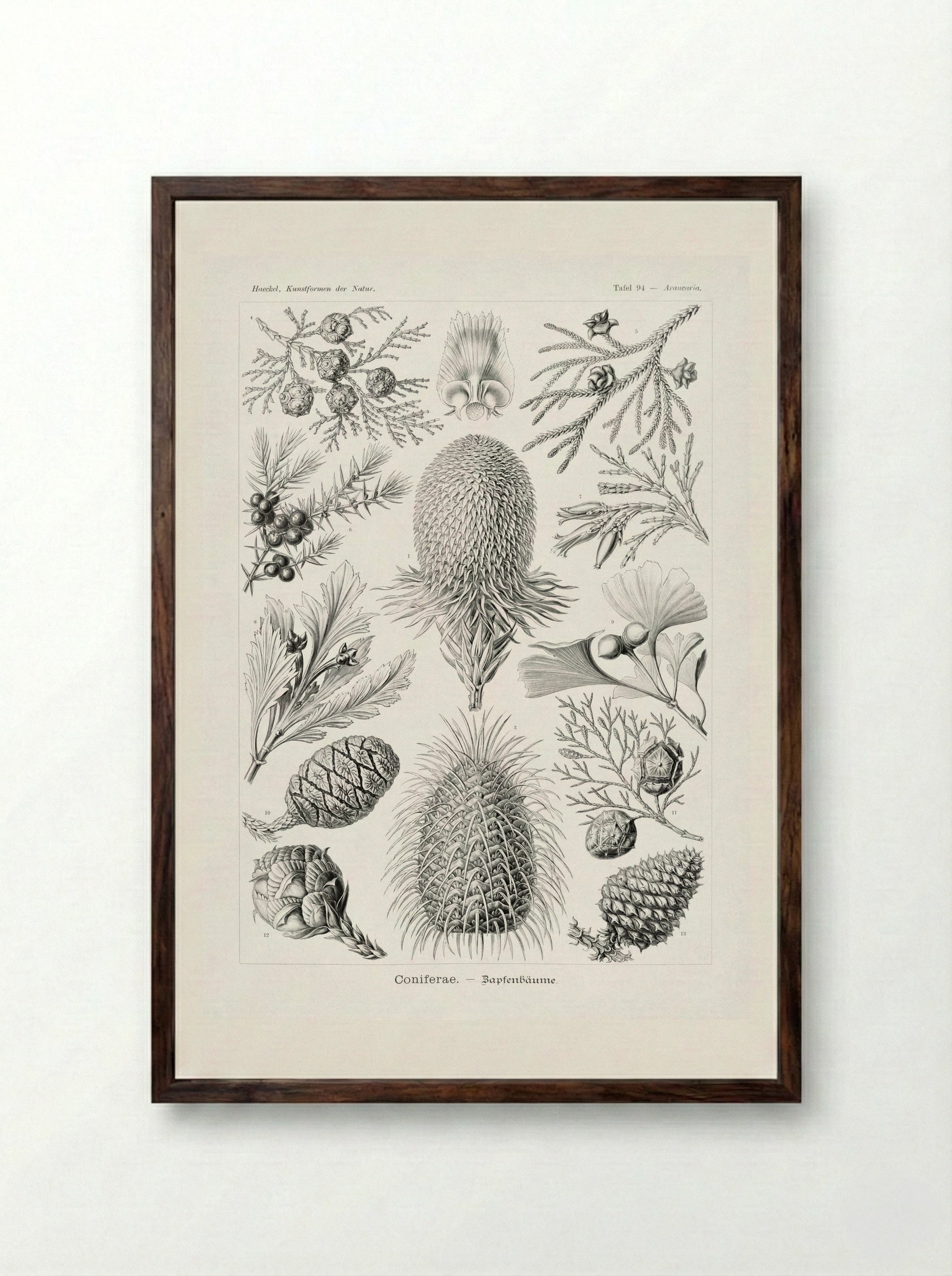 Coniferae-Bapfenbäume (1904) - Ernst Haeckel - Framed Print Dark Wood