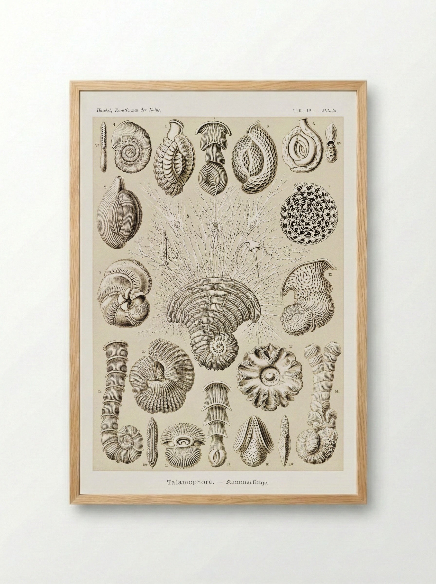 Talamophora-Kammerlinge (1904) - Ernst Haeckel - Framed Print Wood