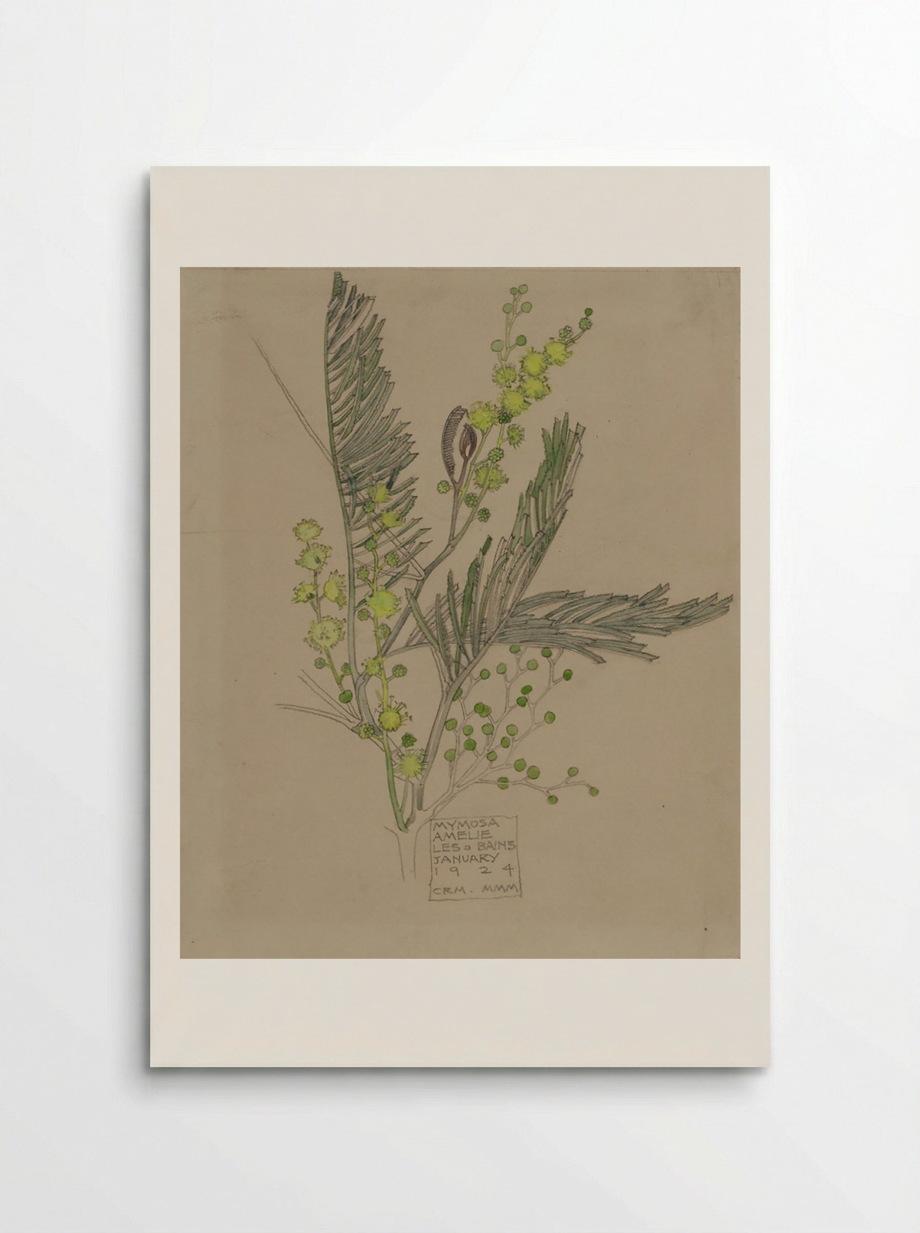 Mimosa, Amélie-les-Bains (January 1924) - Fine Art Print - Poster